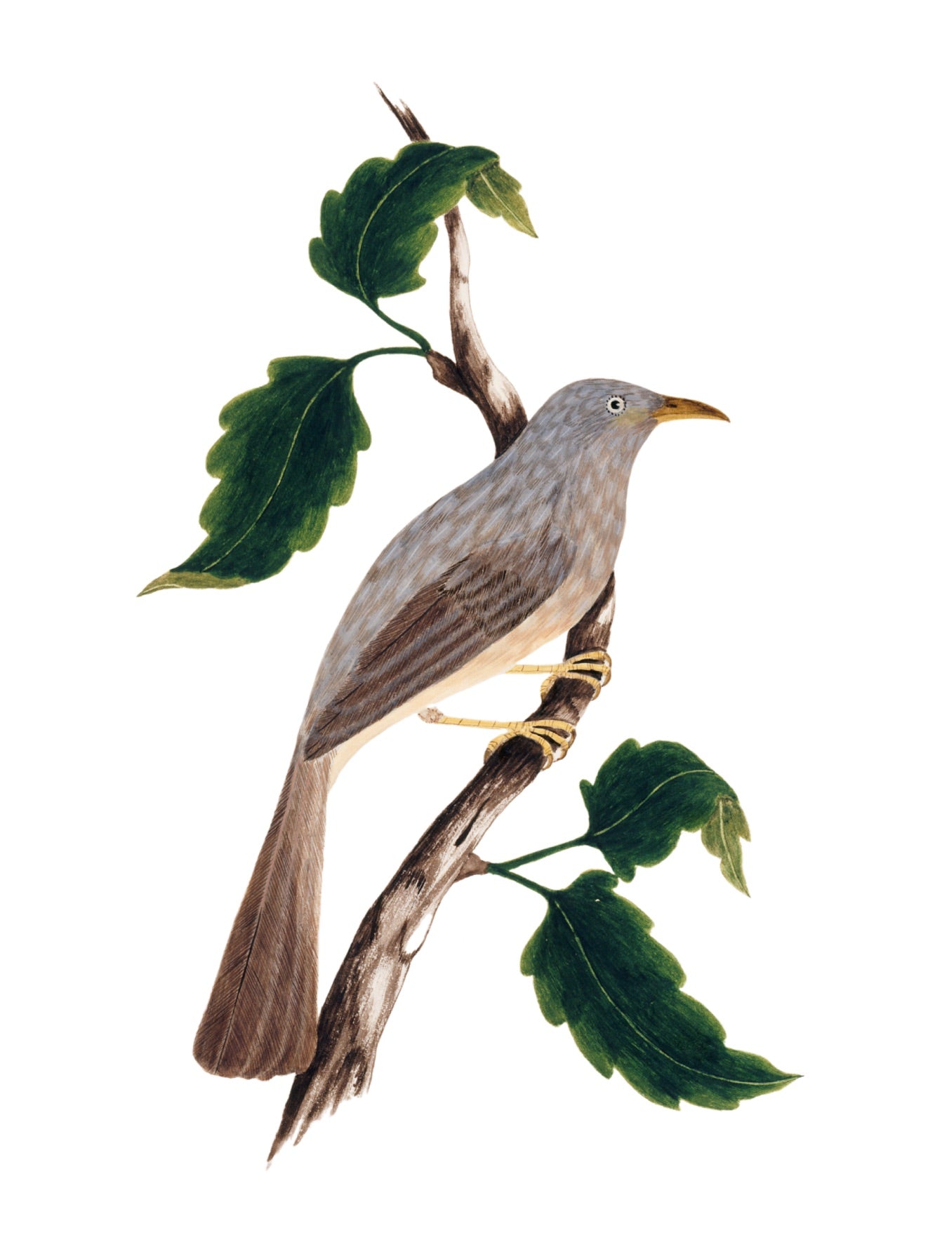 INDIAN BIRDS 2