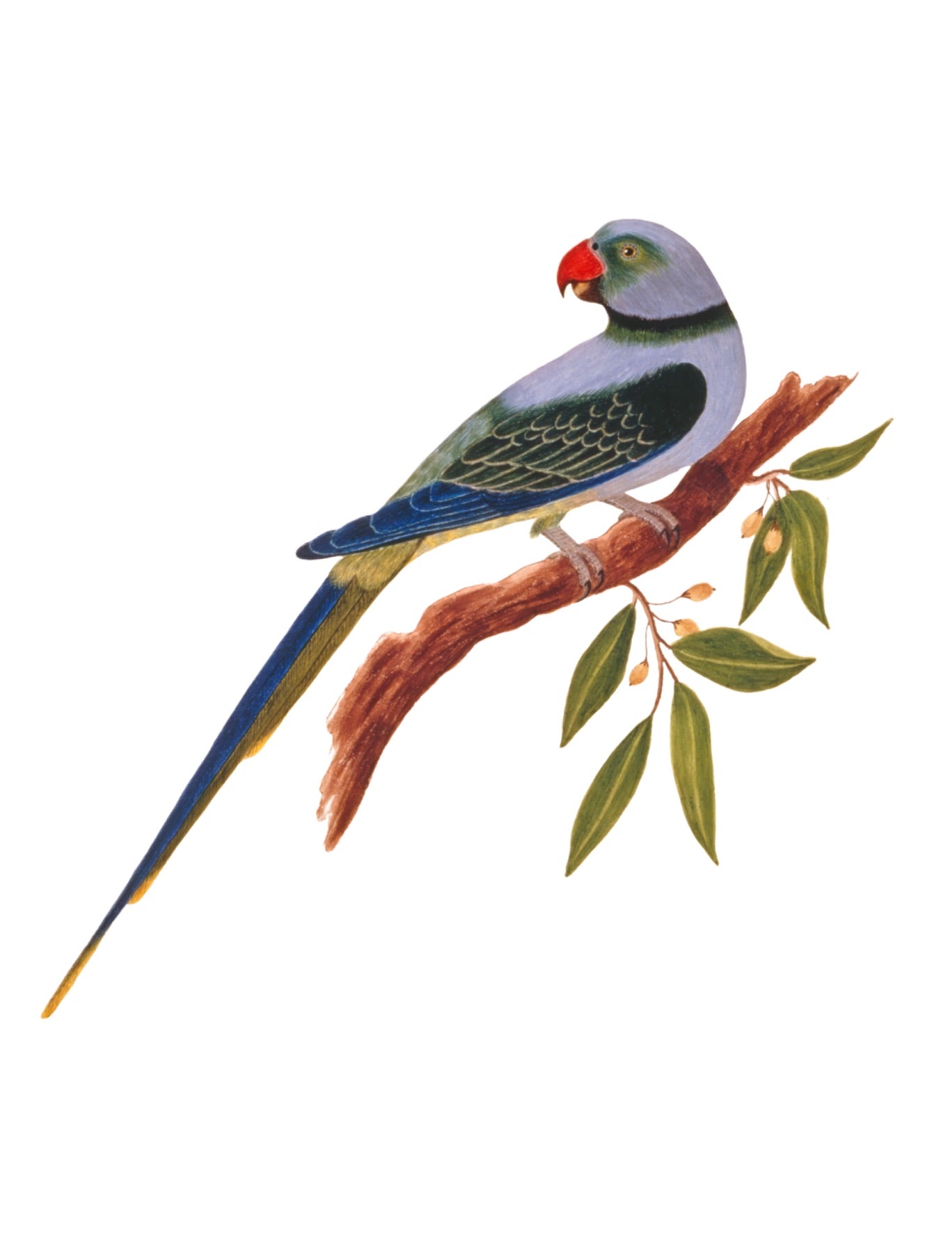 INDIAN BIRDS 3