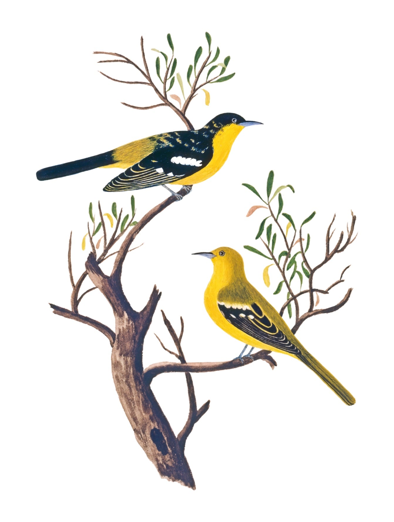 INDIAN BIRDS 5