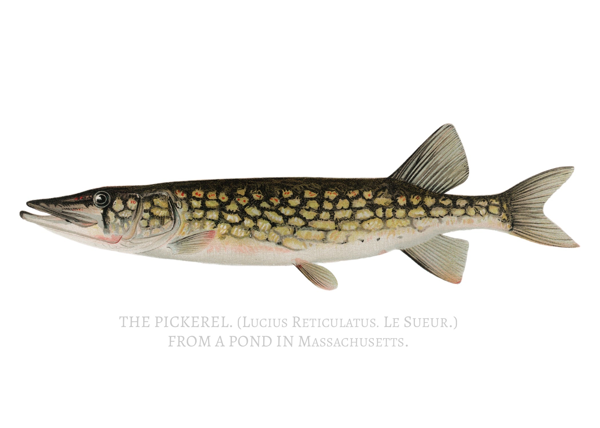 NORTH AMERICAN GAME FISH 10