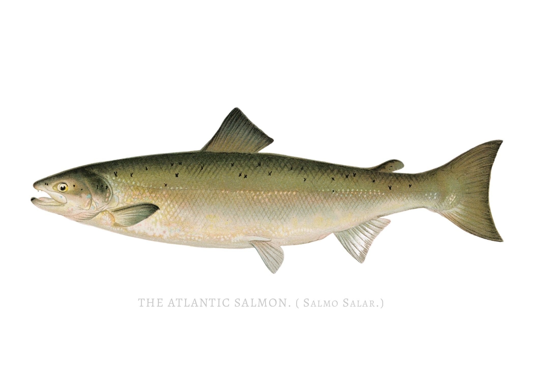 NORTH AMERICAN GAME FISH 11