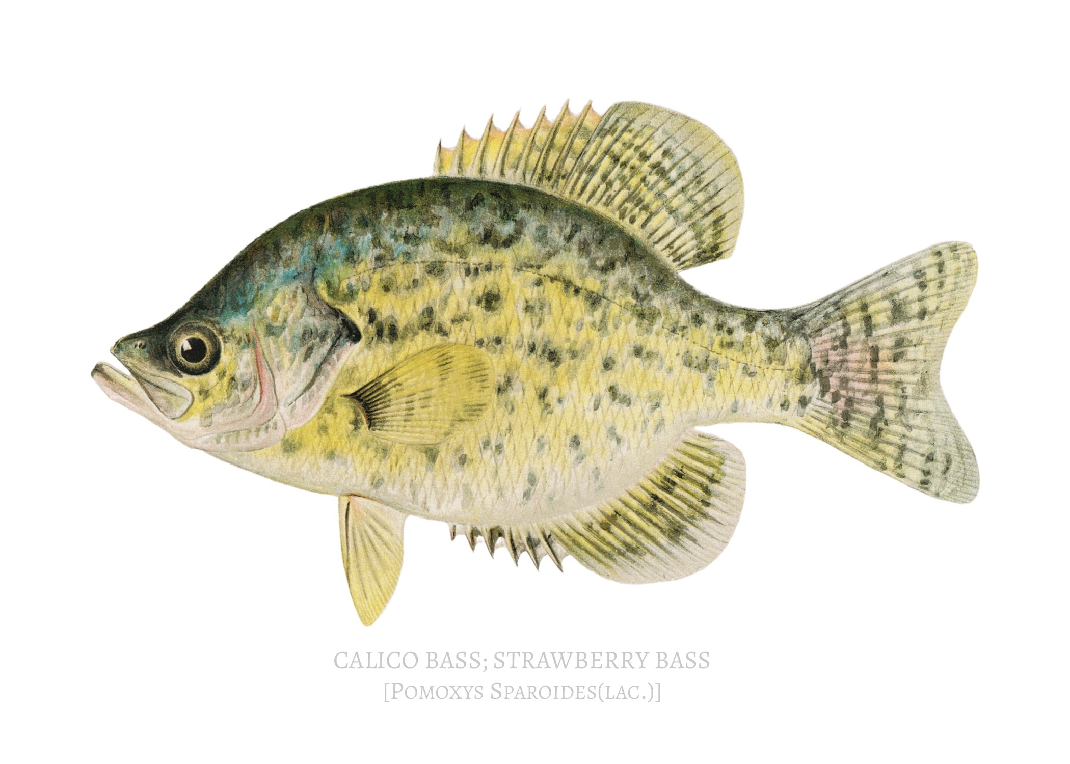 NORTH AMERICAN GAME FISH 13