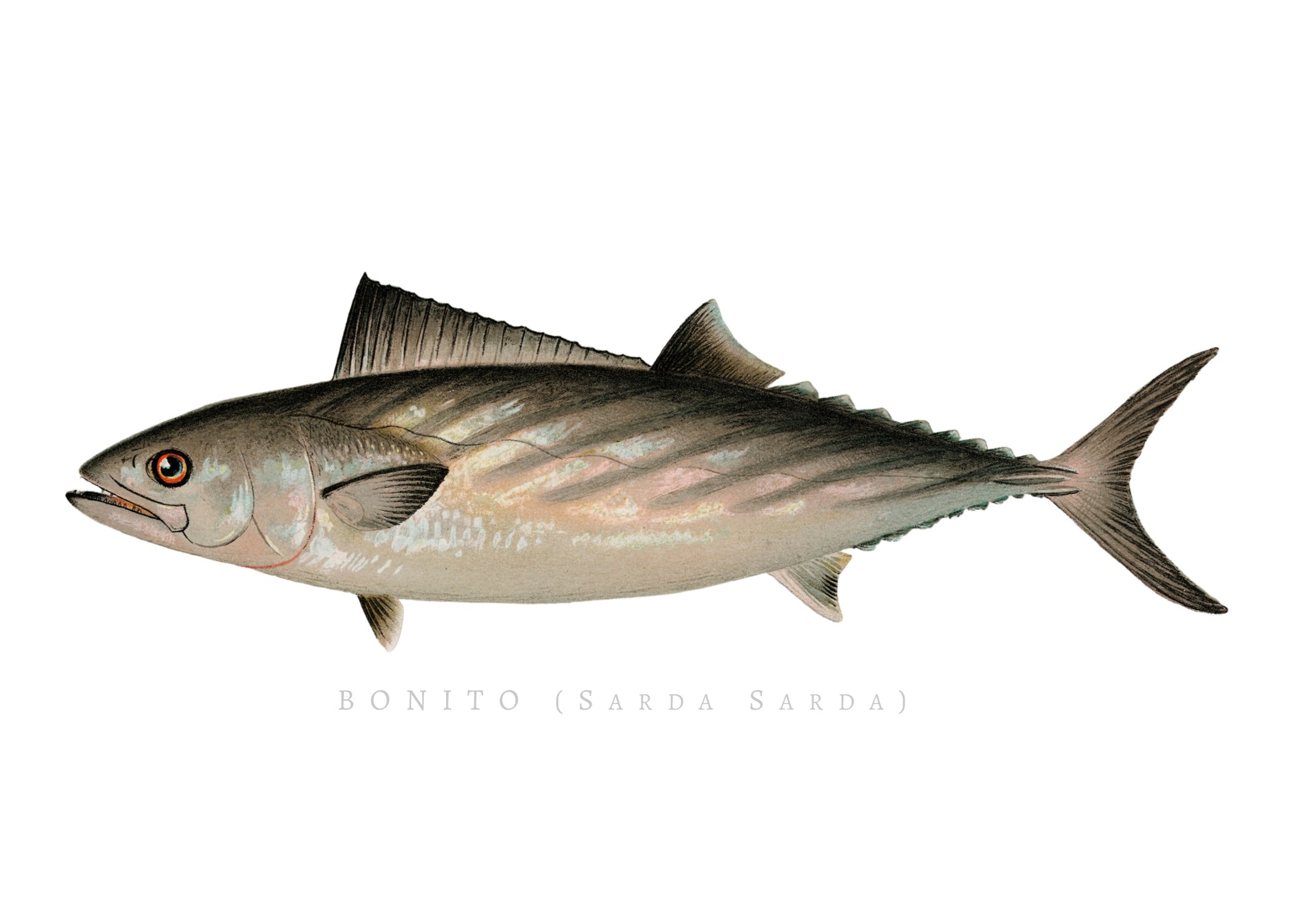 NORTH AMERICAN GAME FISH 14