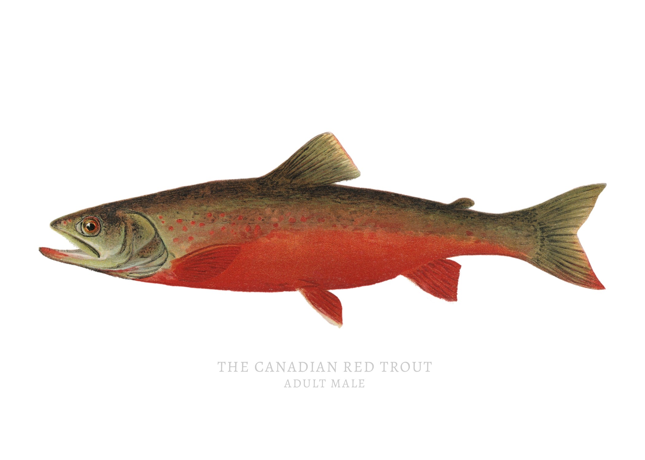 NORTH AMERICAN GAME FISH 16
