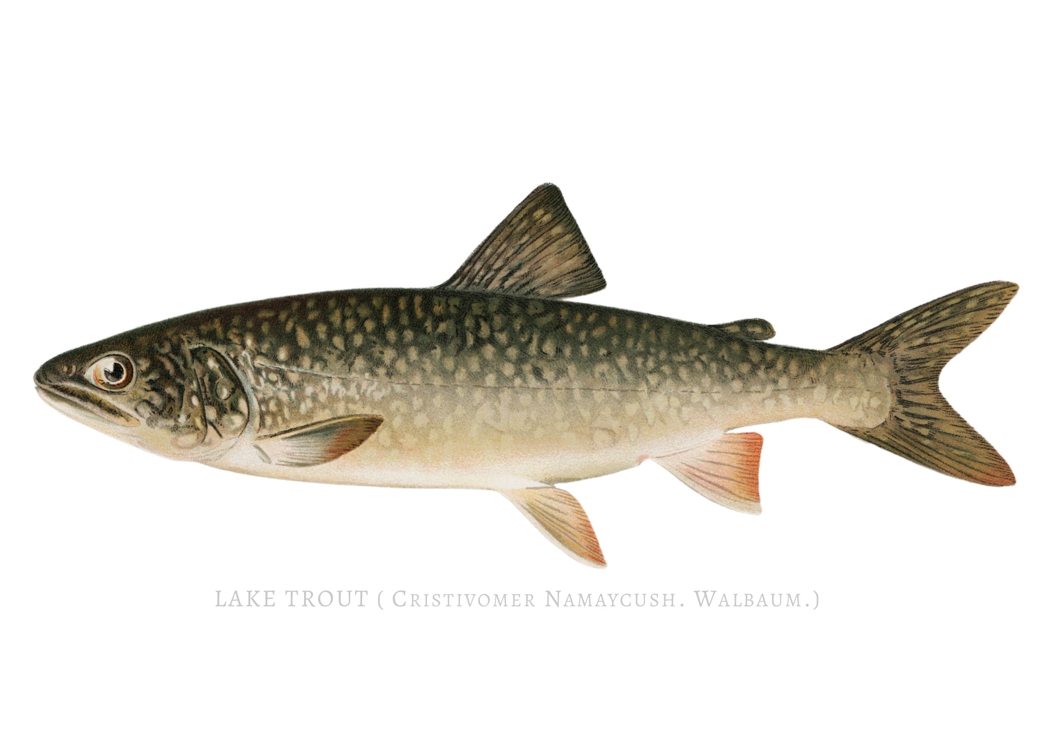 NORTH AMERICAN GAME FISH 17