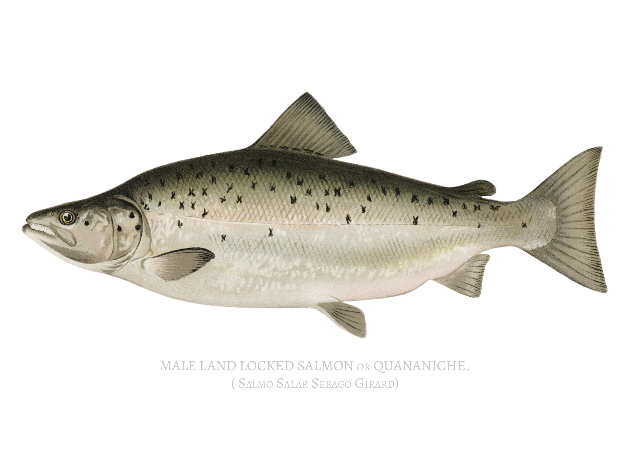 NORTH AMERICAN GAME FISH 19
