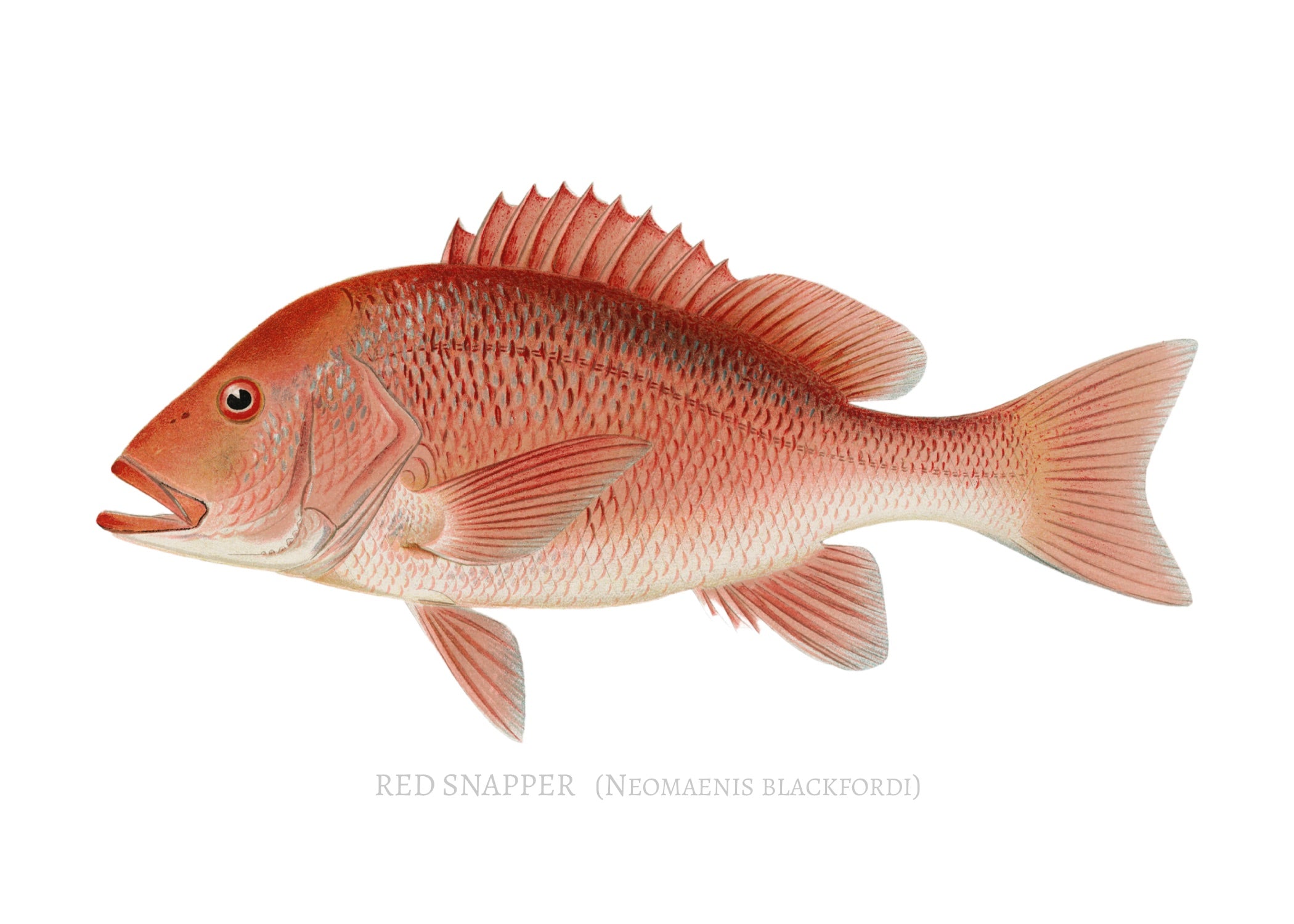 NORTH AMERICAN GAME FISH 2