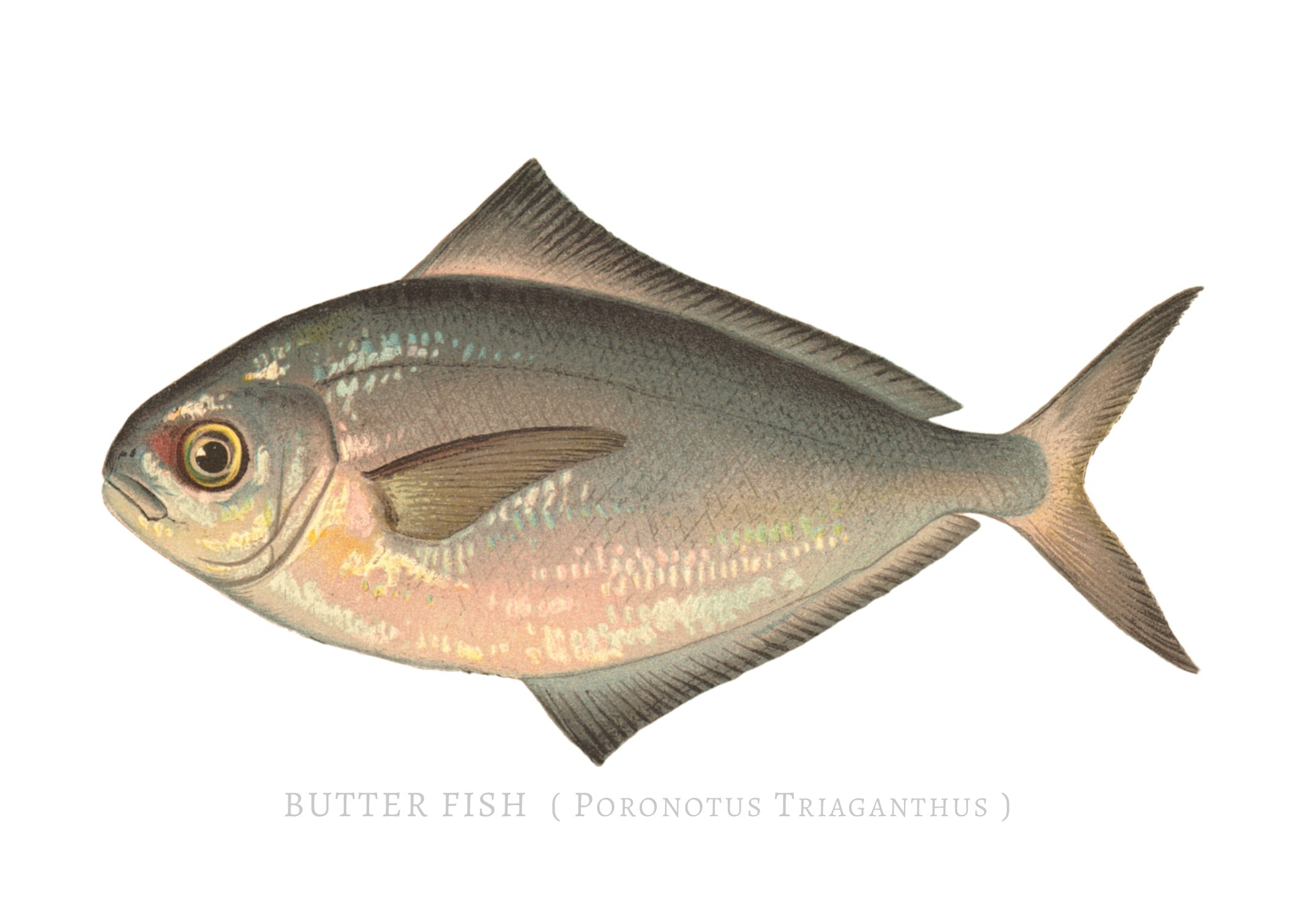 NORTH AMERICAN GAME FISH 21