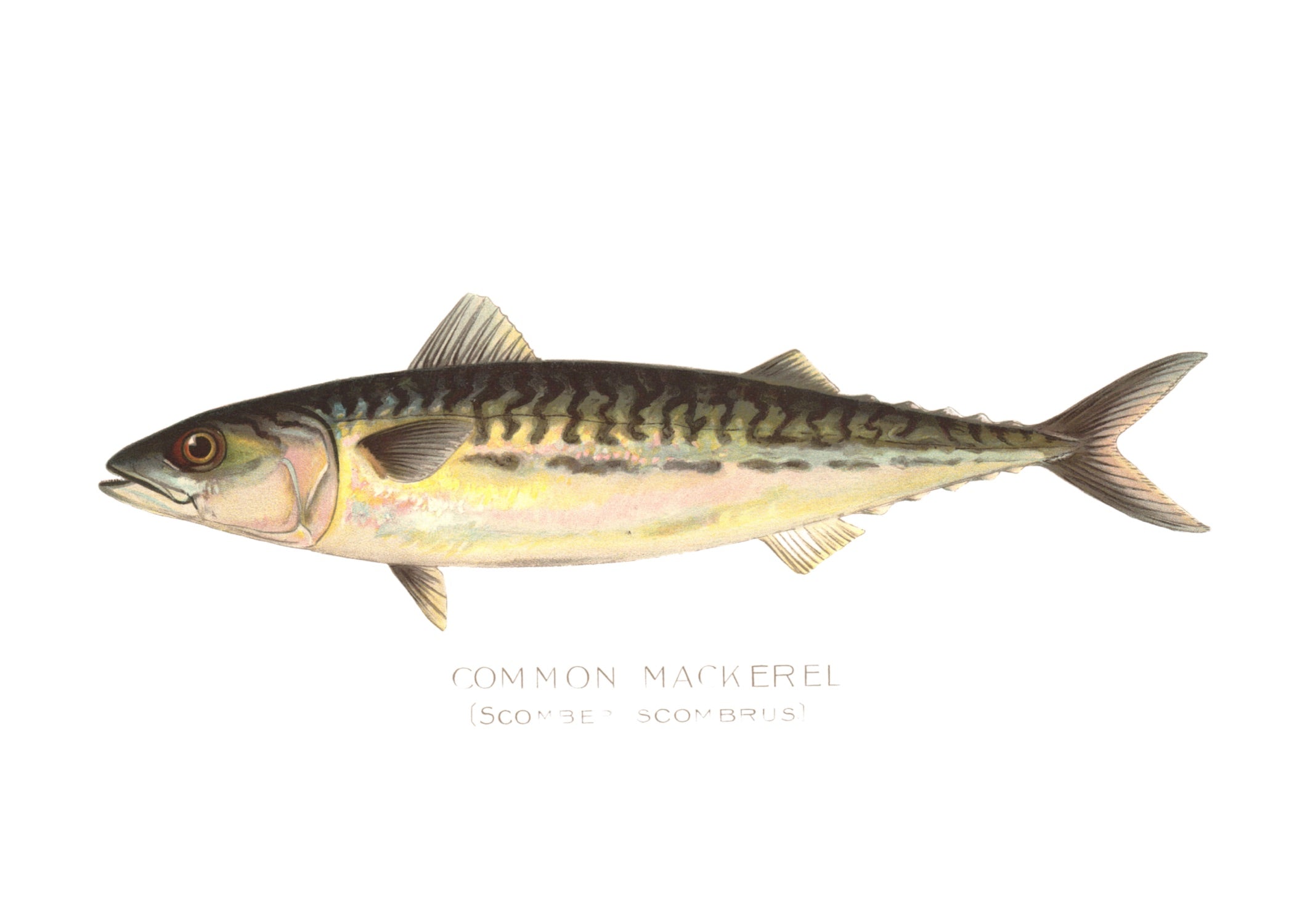 NORTH AMERICAN GAME FISH 22