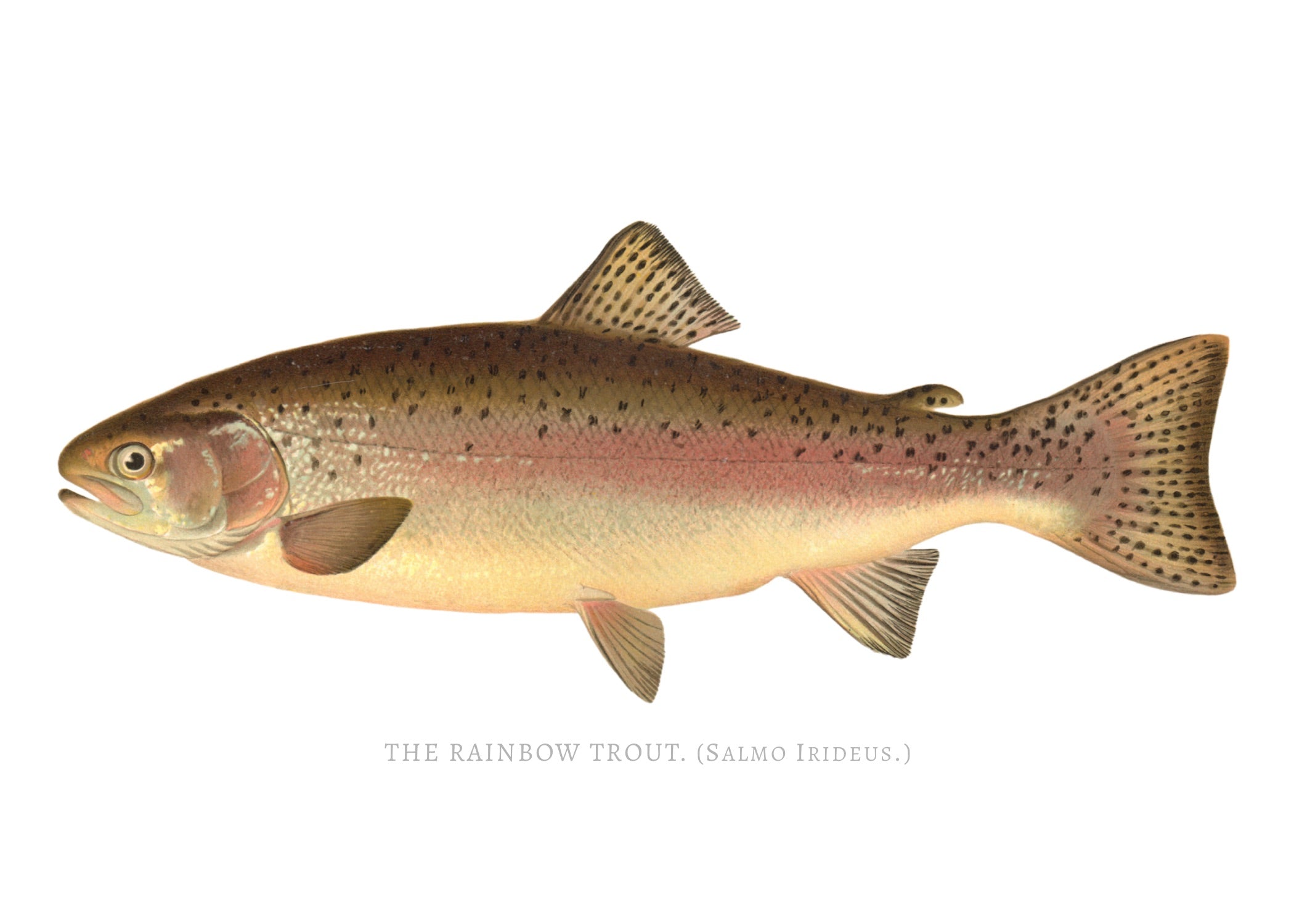 NORTH AMERICAN GAME FISH 24