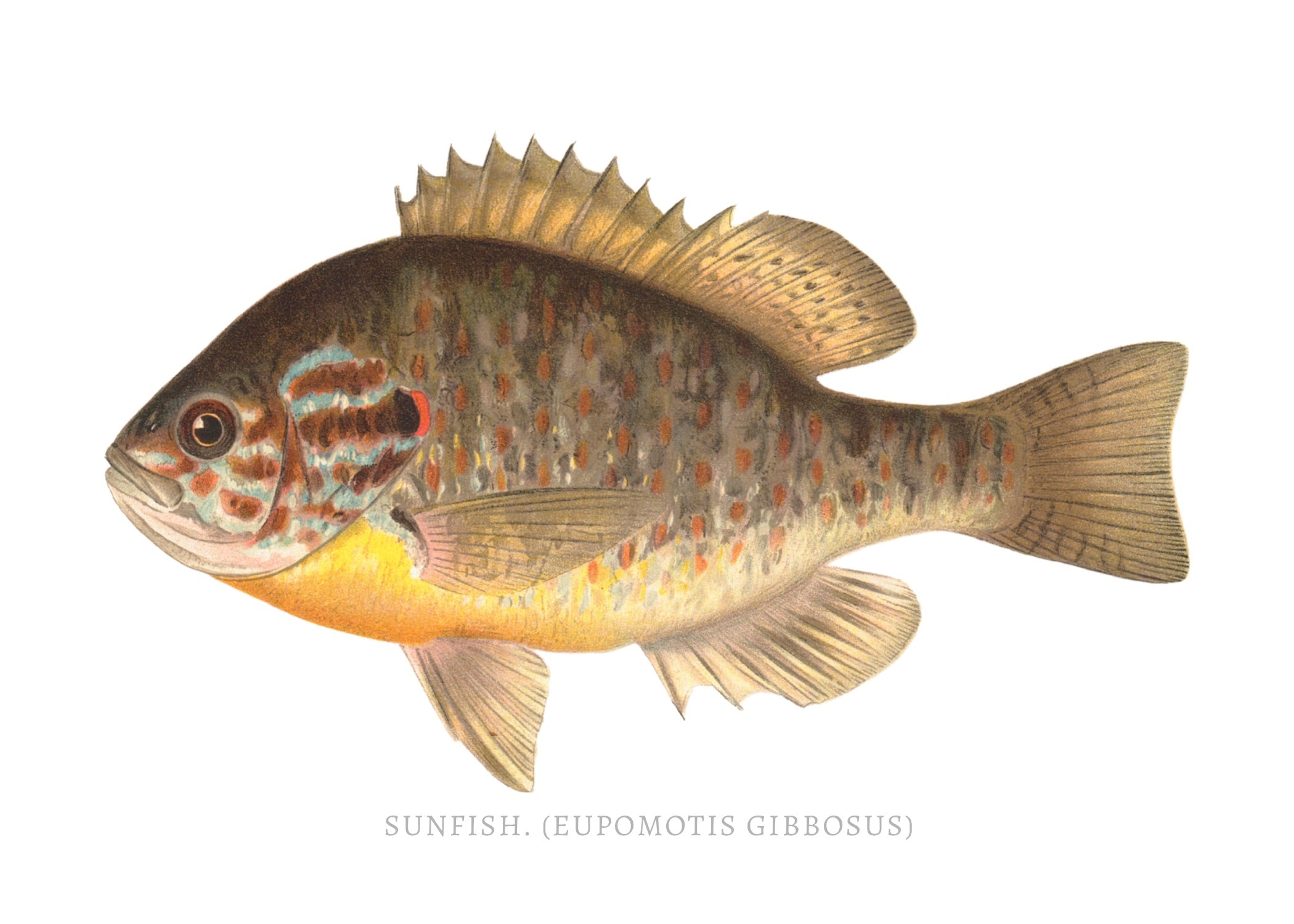 NORTH AMERICAN GAME FISH 26