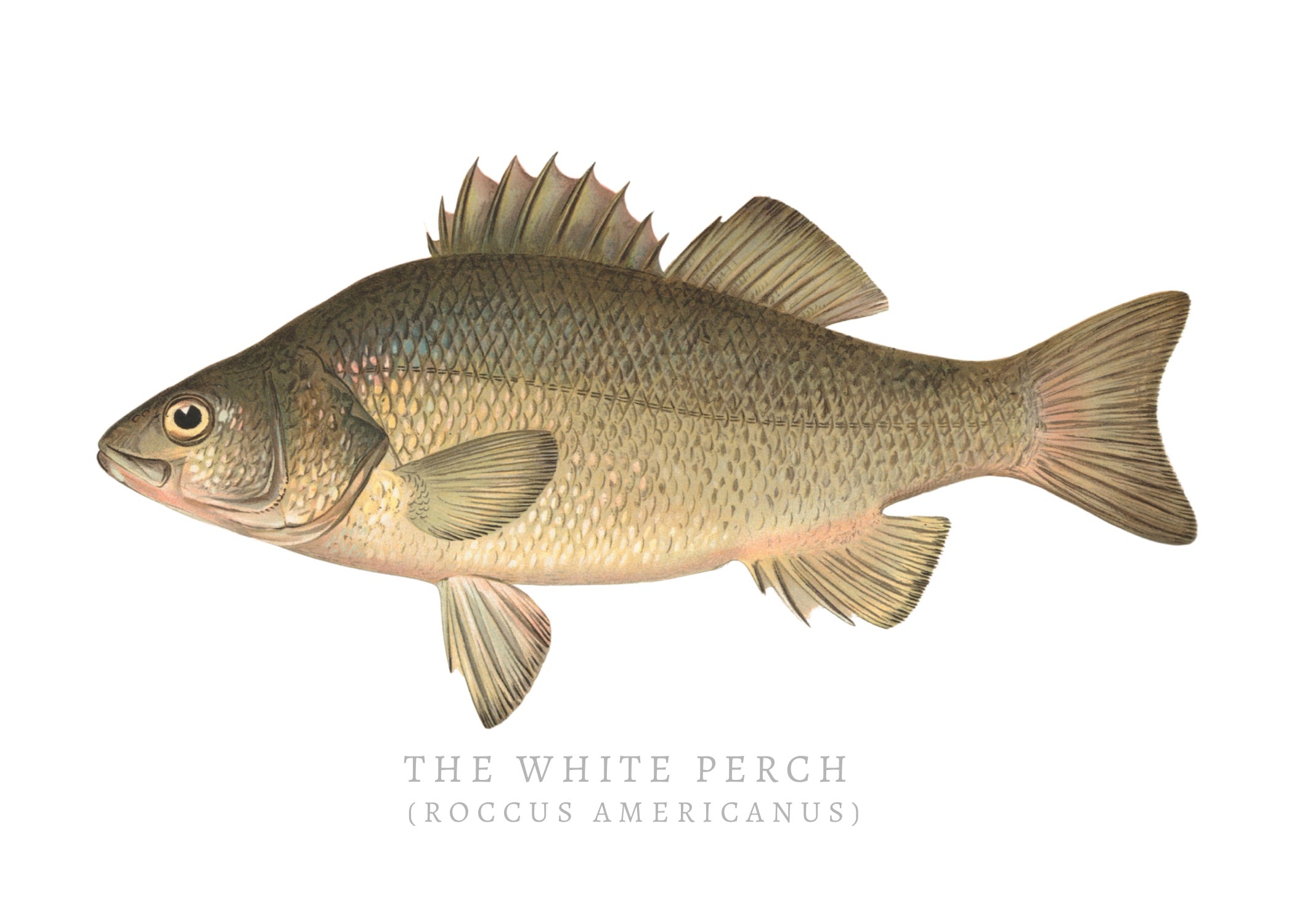 NORTH AMERICAN GAME FISH 27