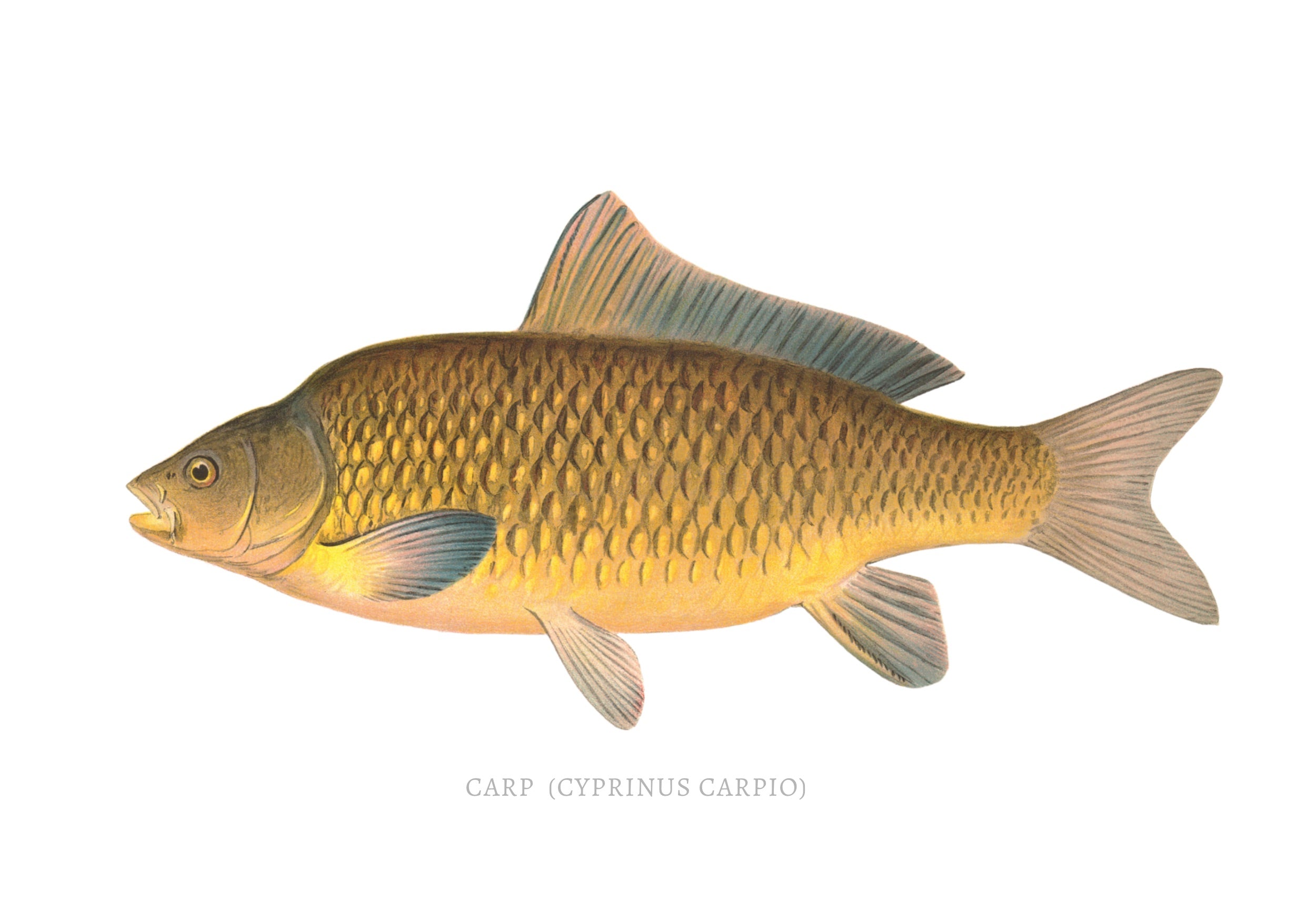 NORTH AMERICAN GAME FISH 28