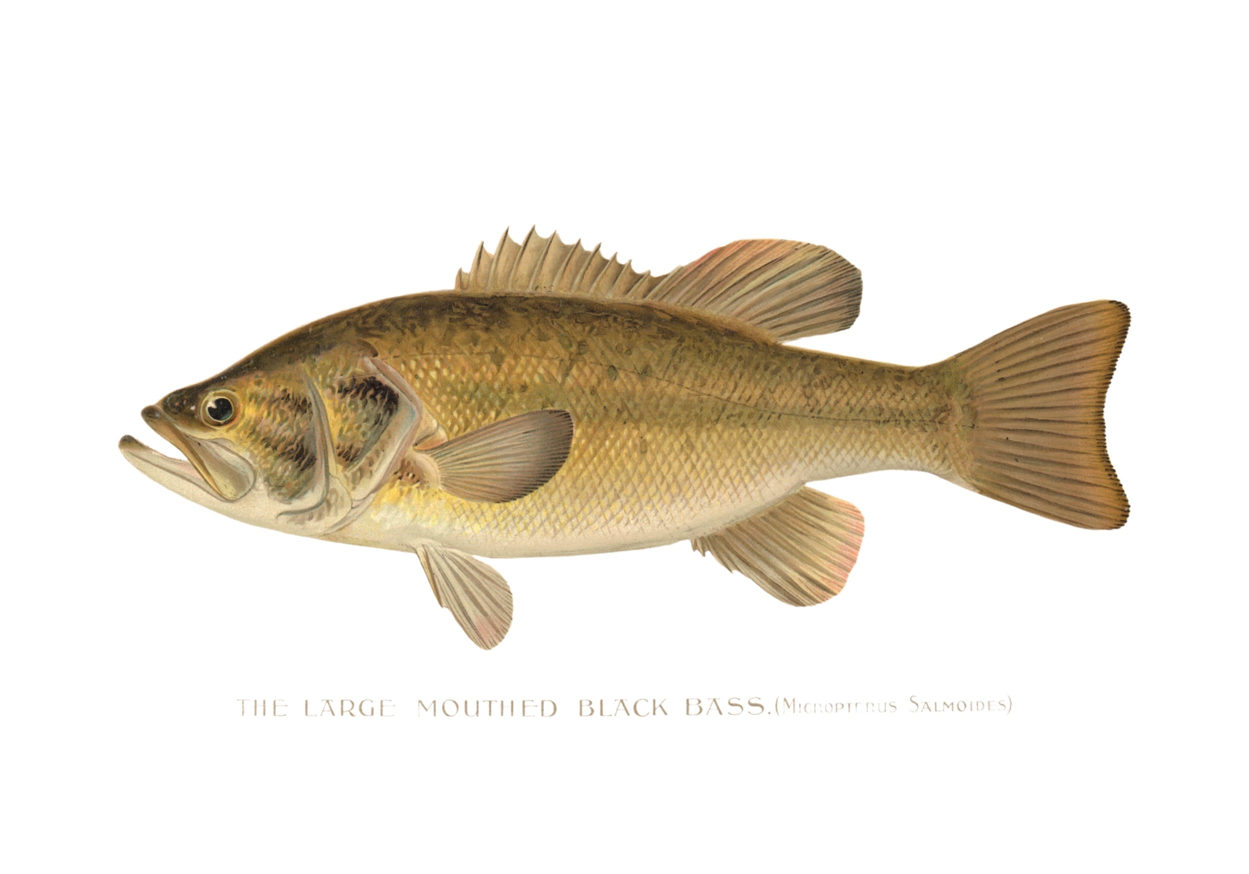 NORTH AMERICAN GAME FISH 29