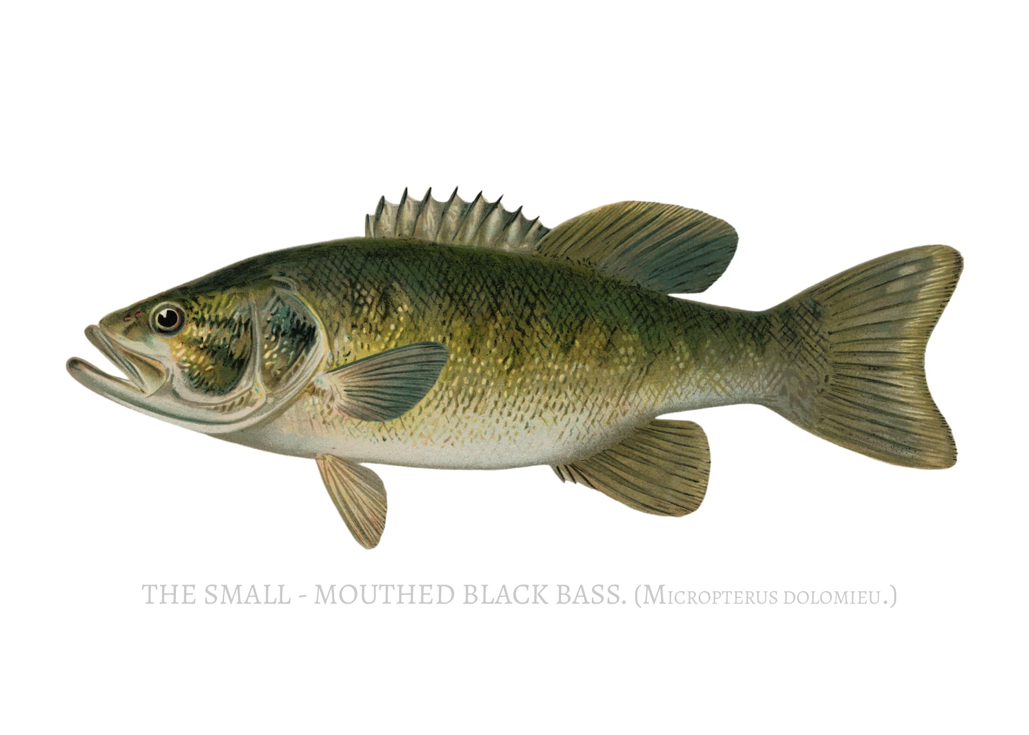 NORTH AMERICAN GAME FISH 5