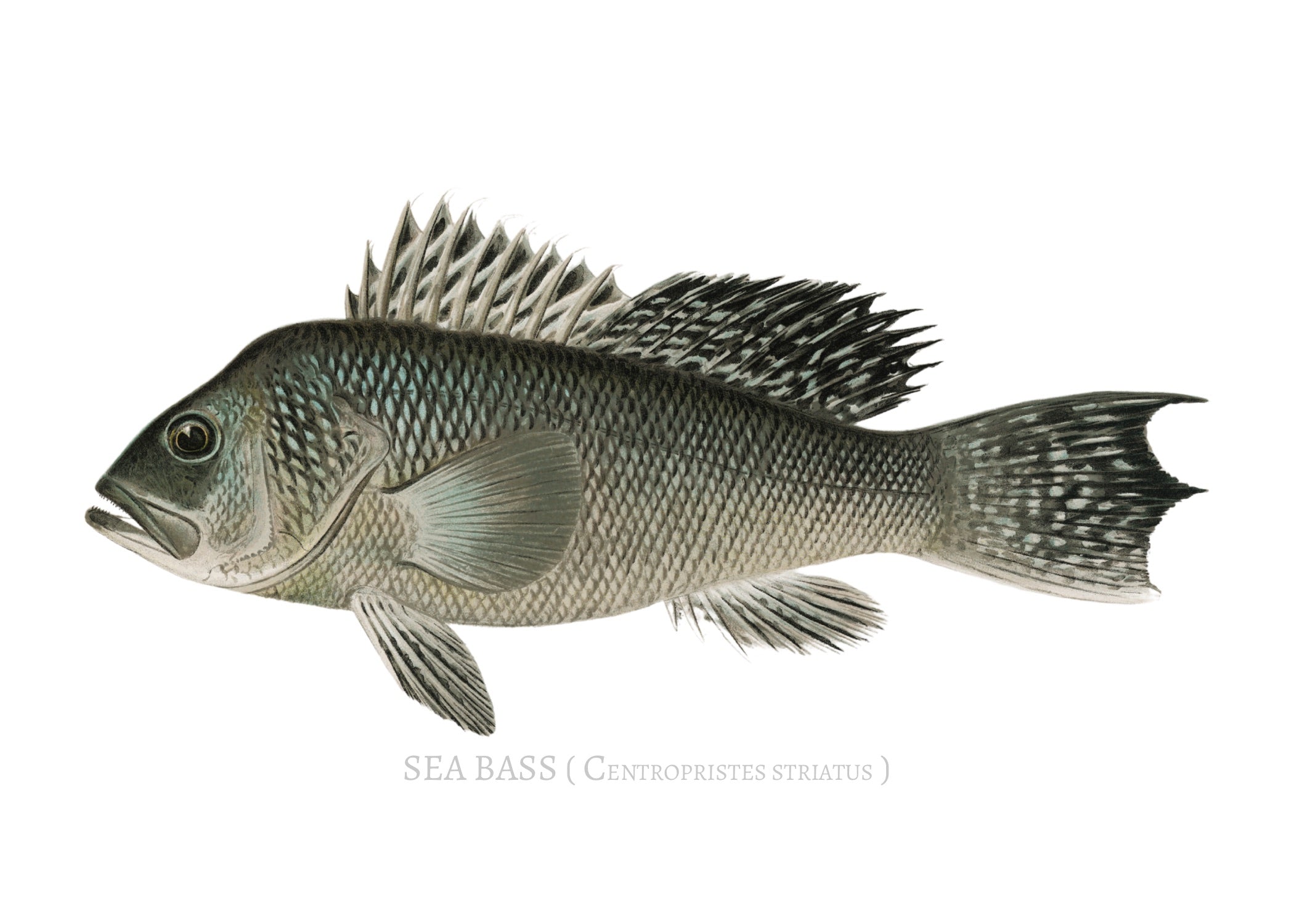 NORTH AMERICAN GAME FISH 6