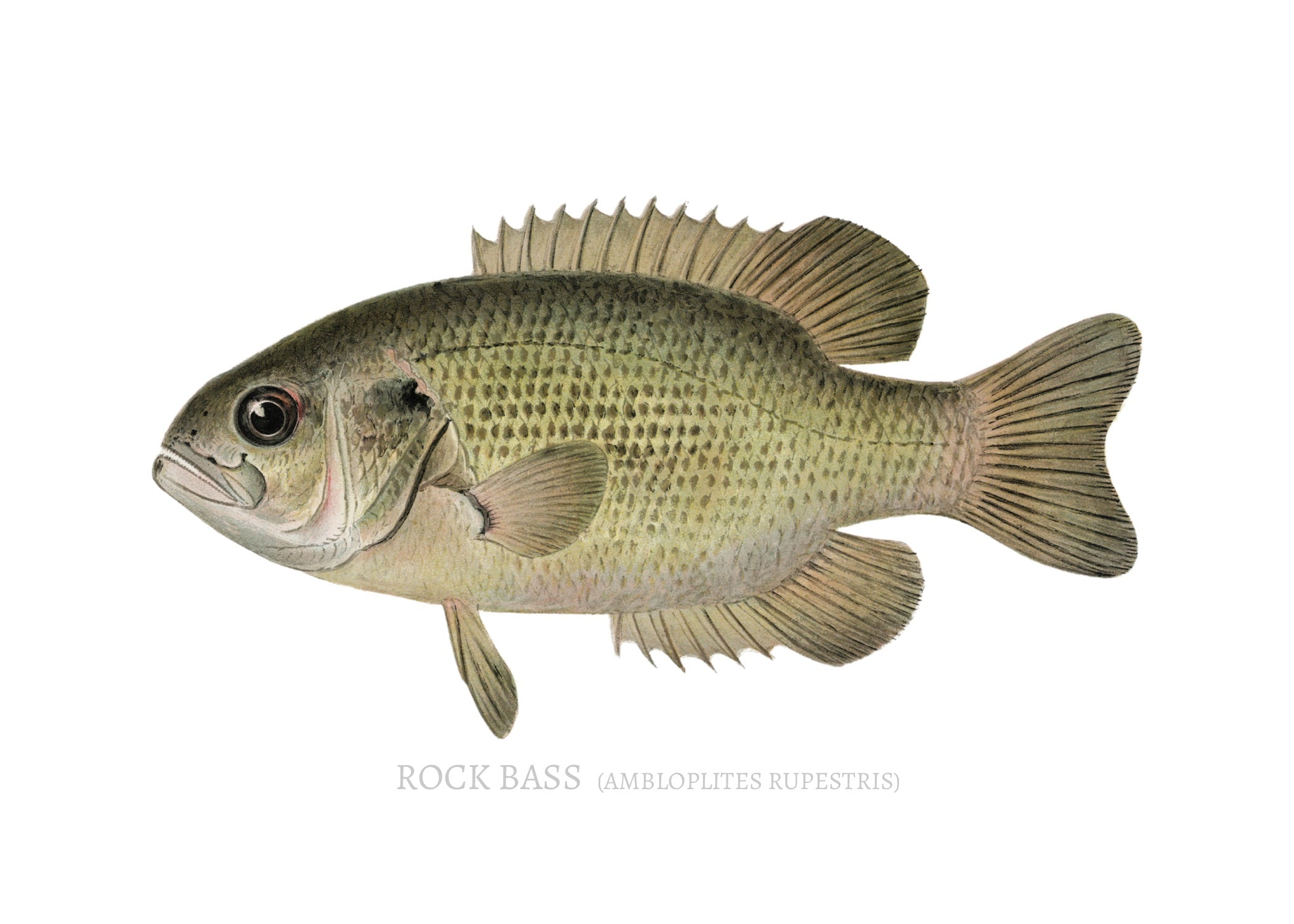 NORTH AMERICAN GAME FISH 7