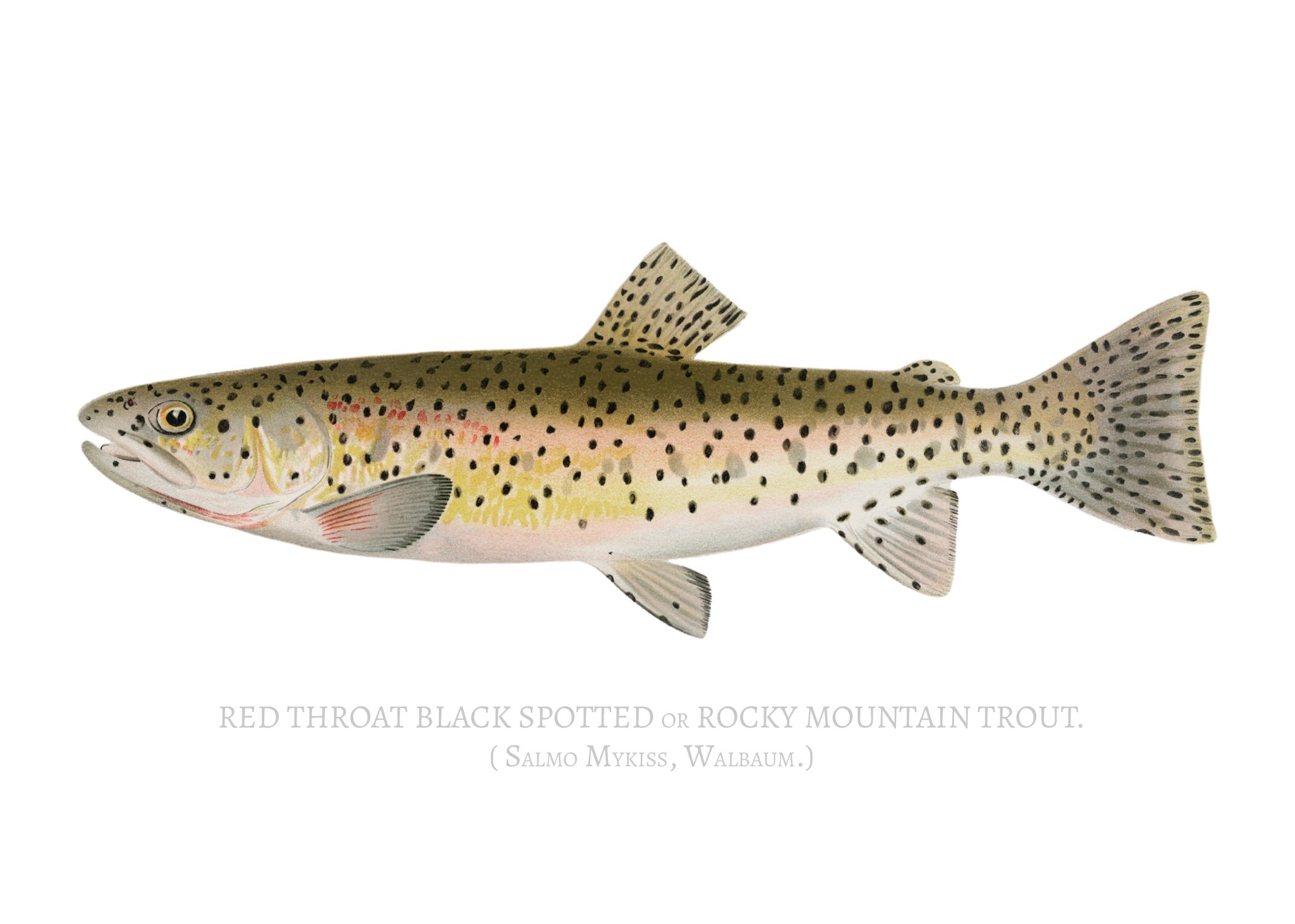 NORTH AMERICAN GAME FISH 8