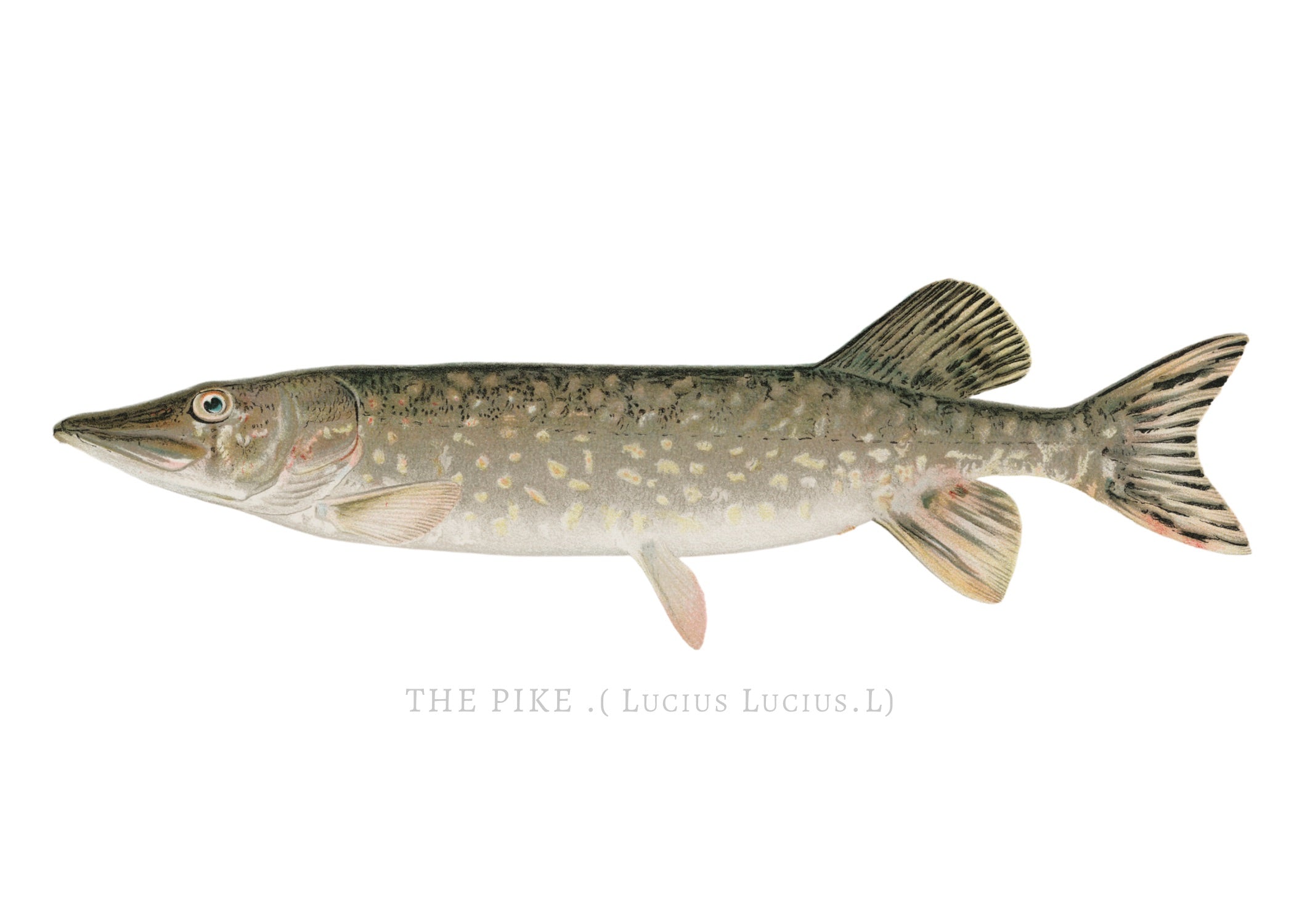 NORTH AMERICAN GAME FISH 9