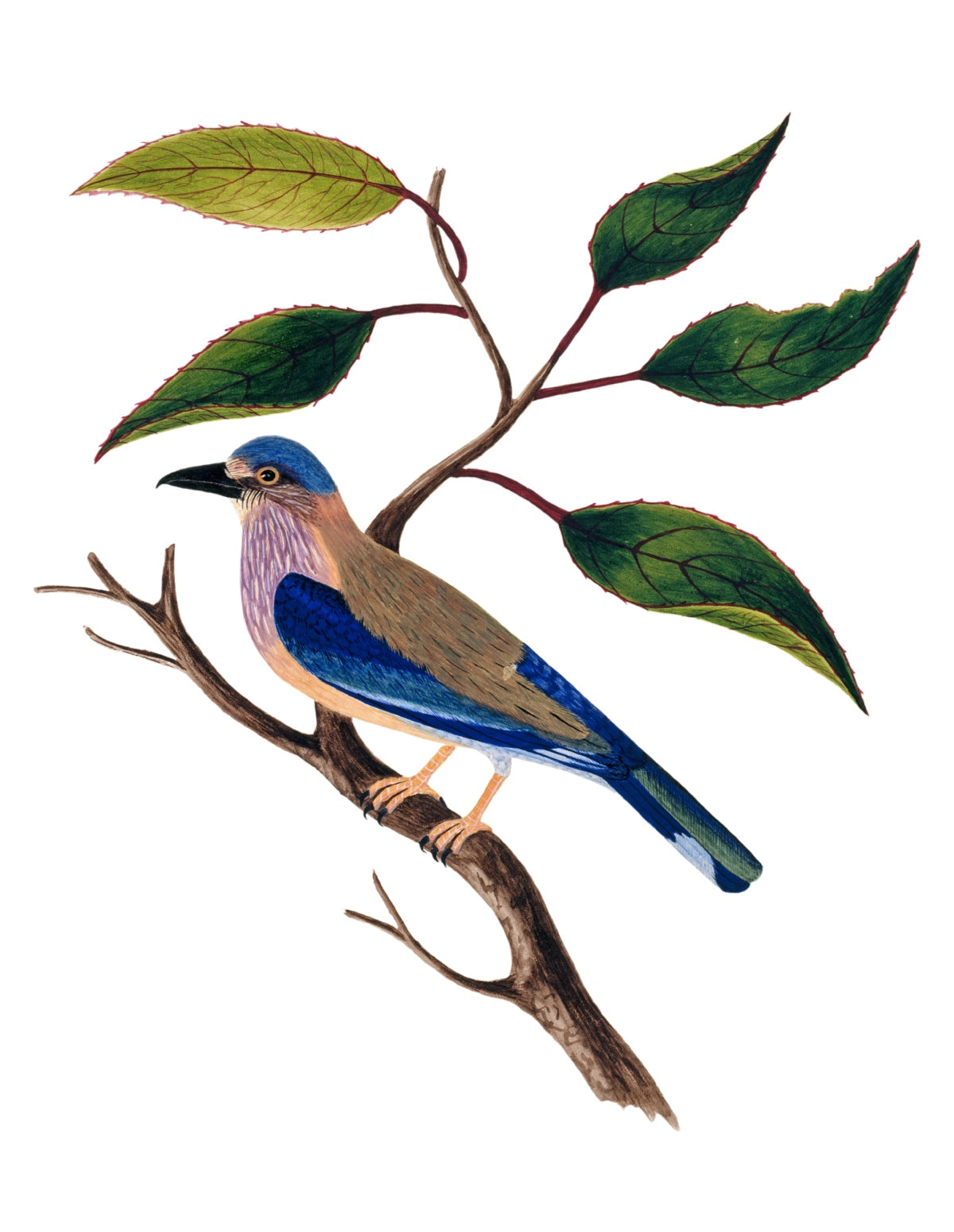 BIRDS OF INDIA 10