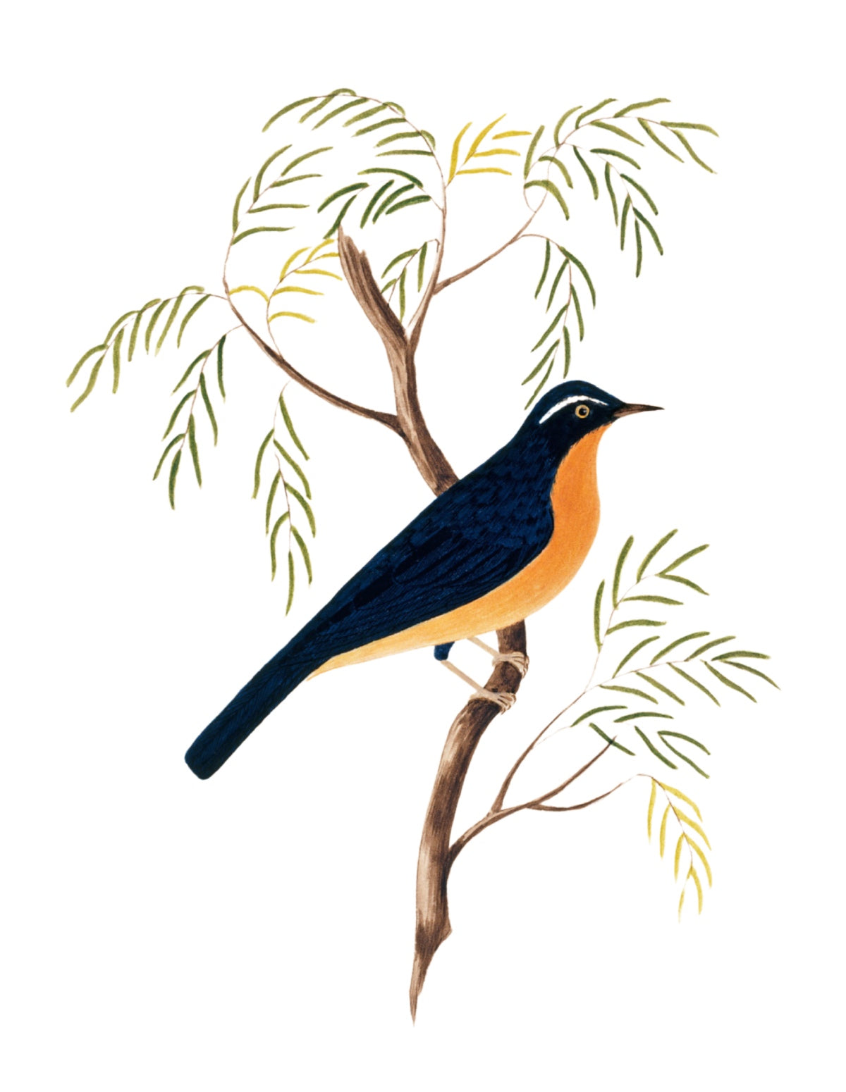 BIRDS OF INDIA 13