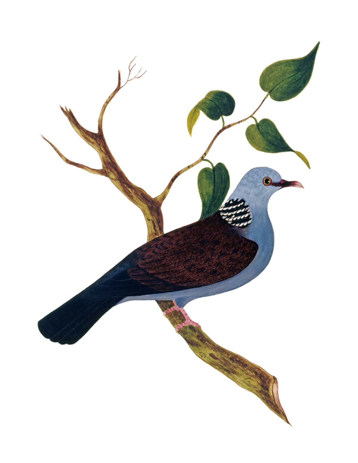 BIRDS OF INDIA 15