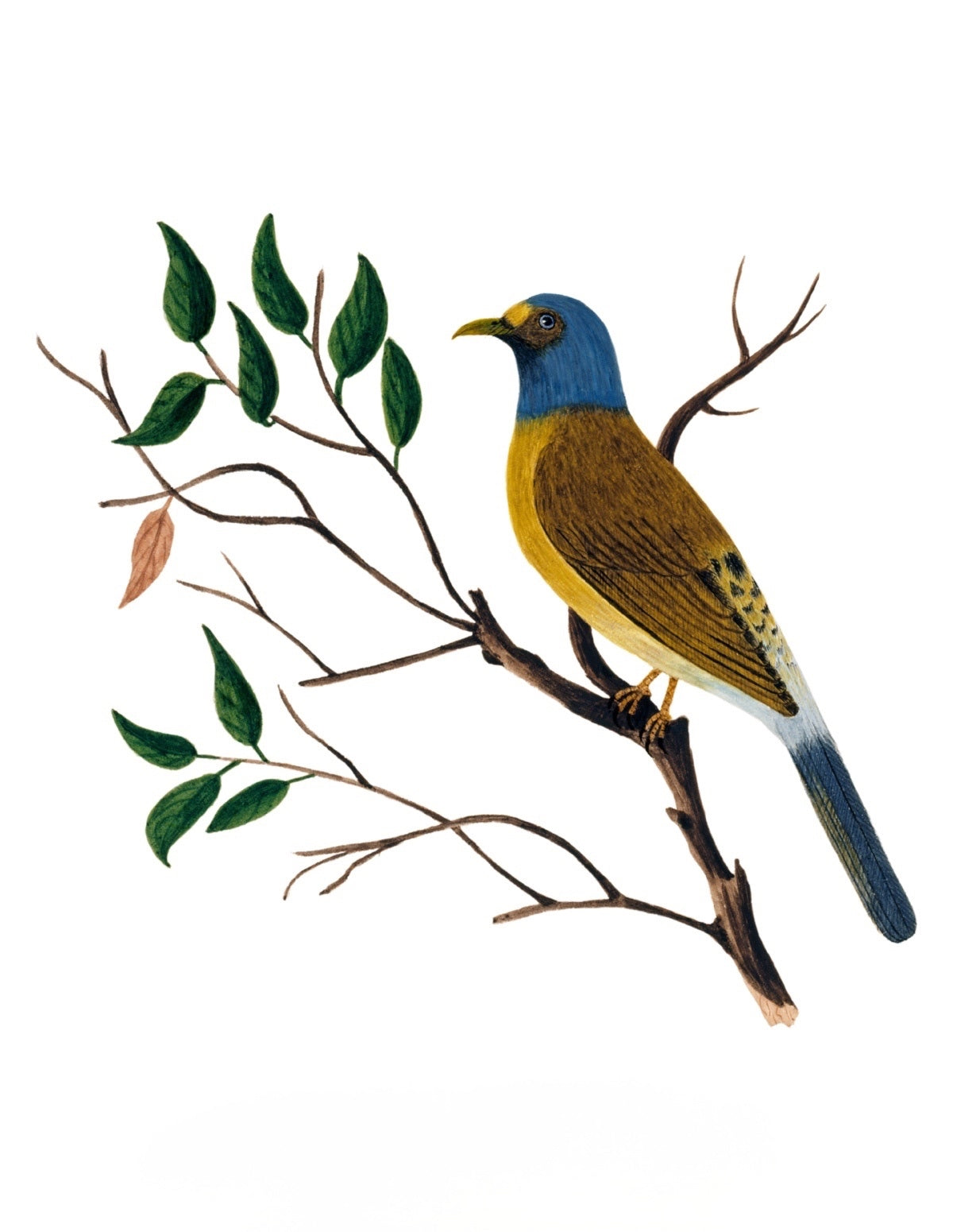 BIRDS OF INDIA 22