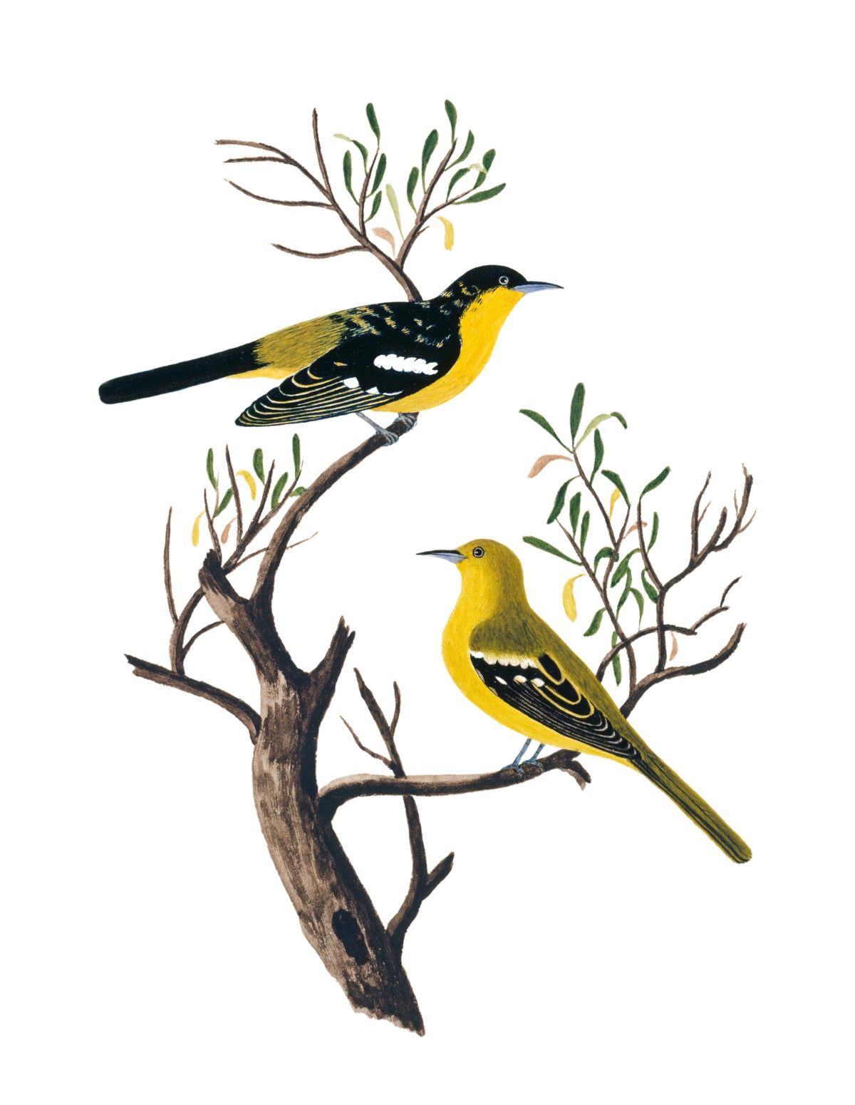 BIRDS OF INDIA 23