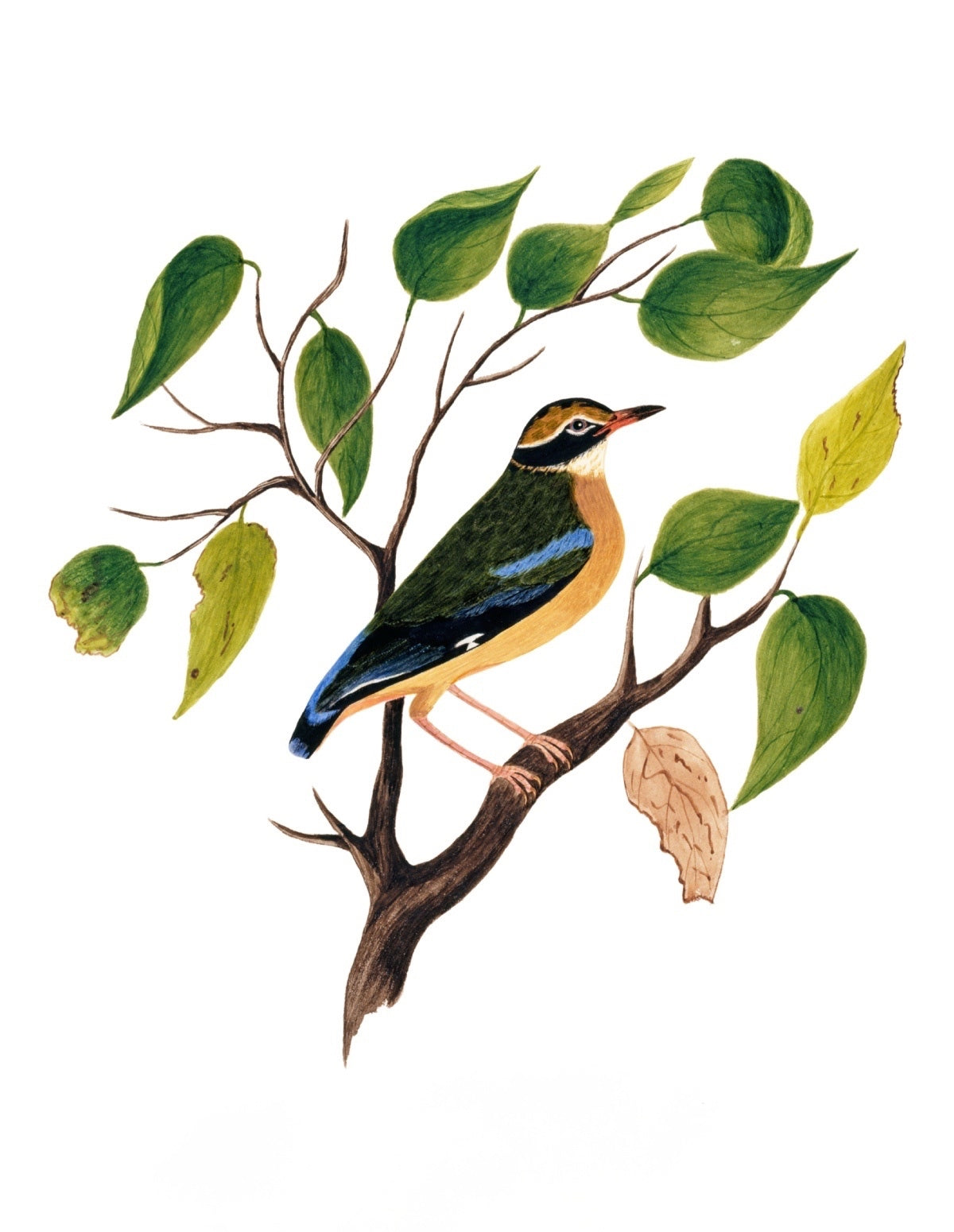 BIRDS OF INDIA 7