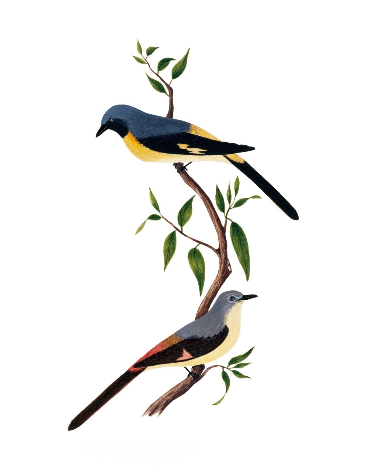 BIRDS OF INDIA 8