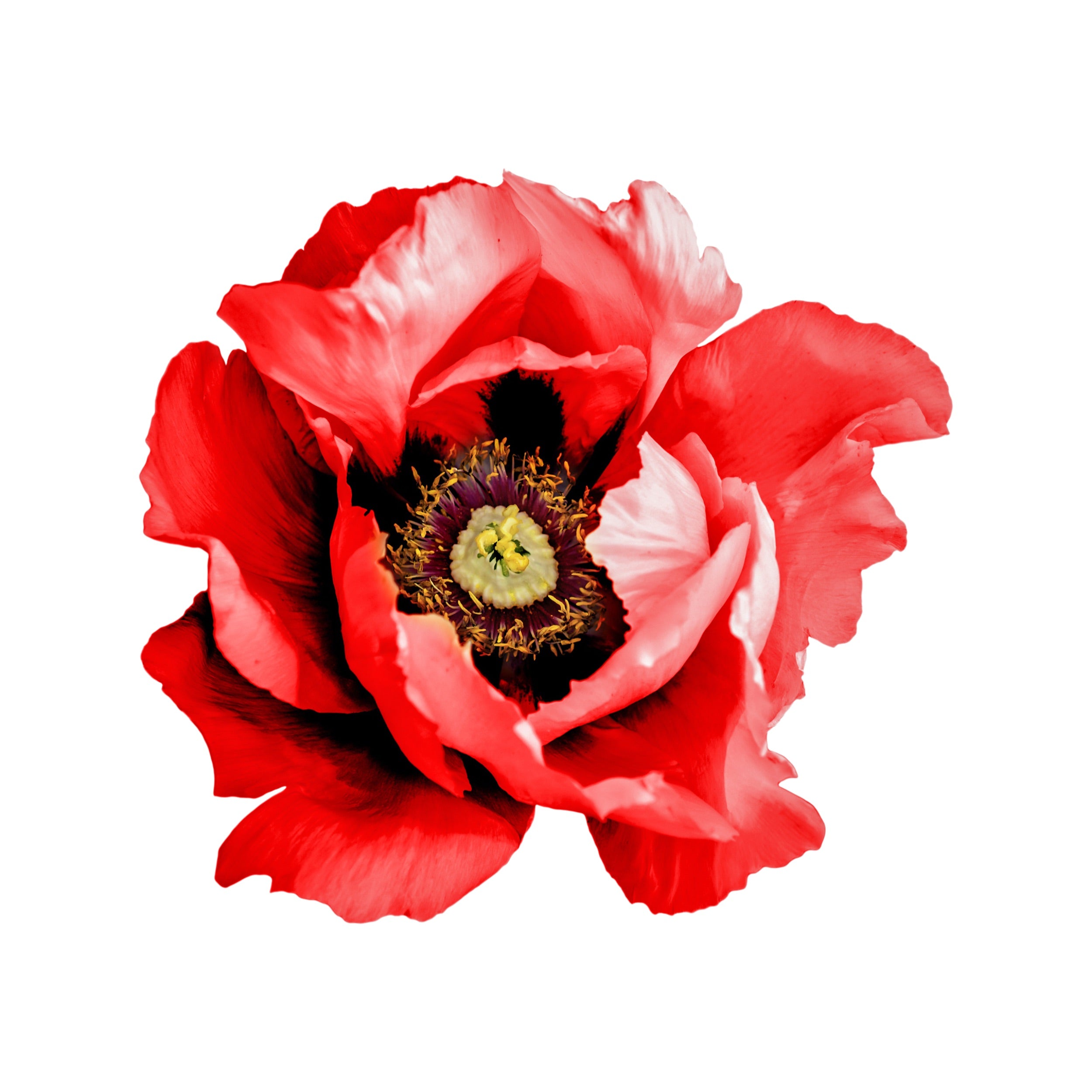 PEONY 2
