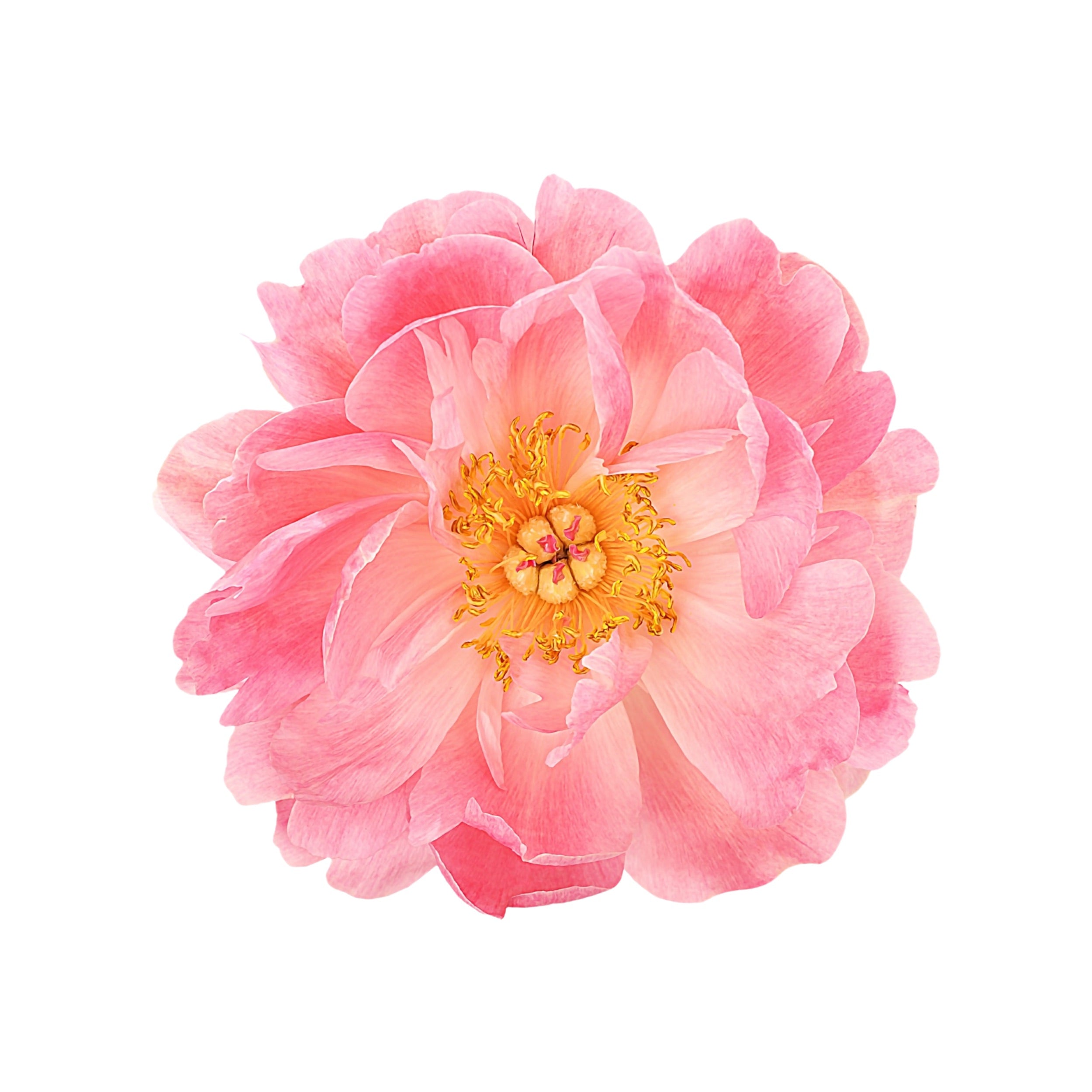 PEONY 3