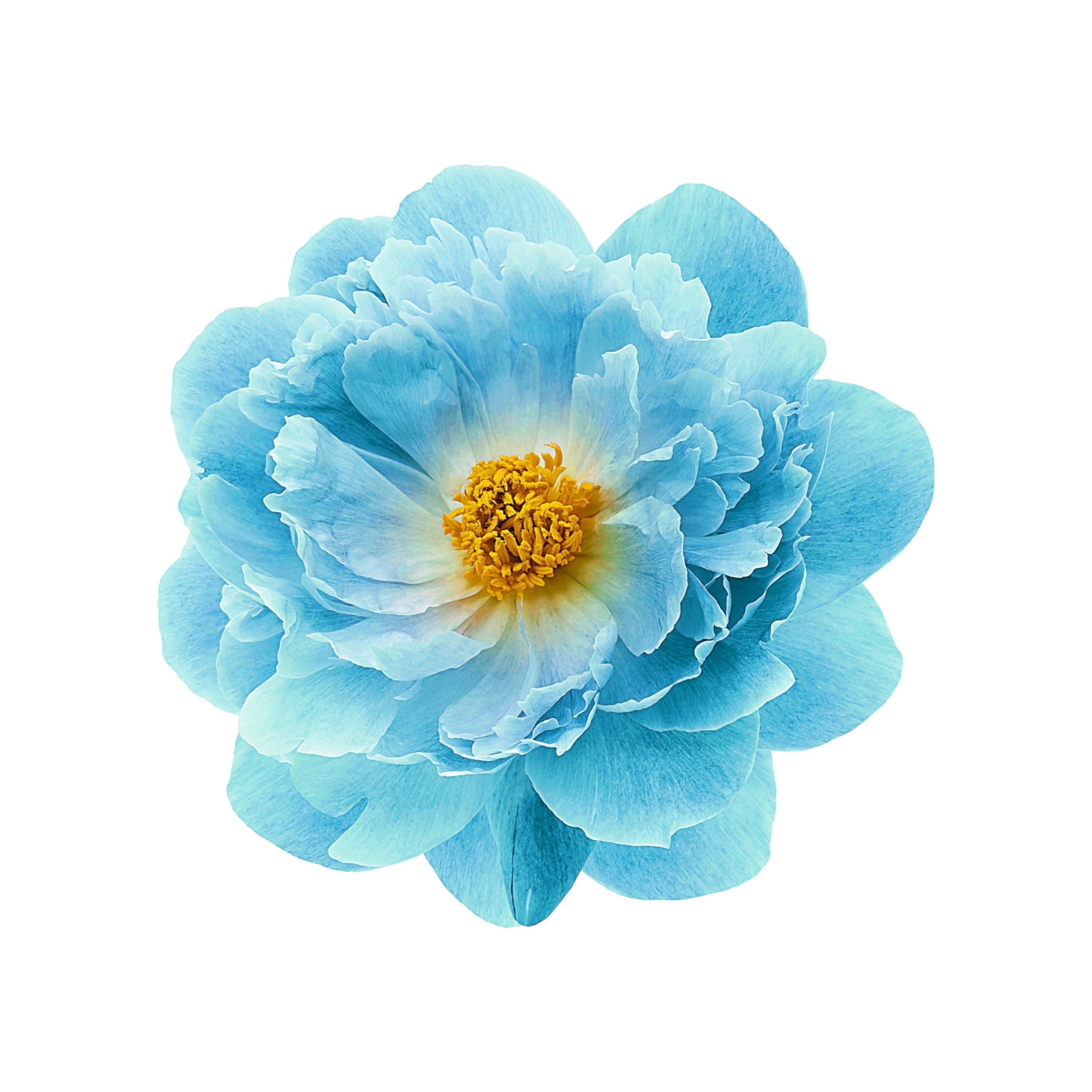 PEONY 4
