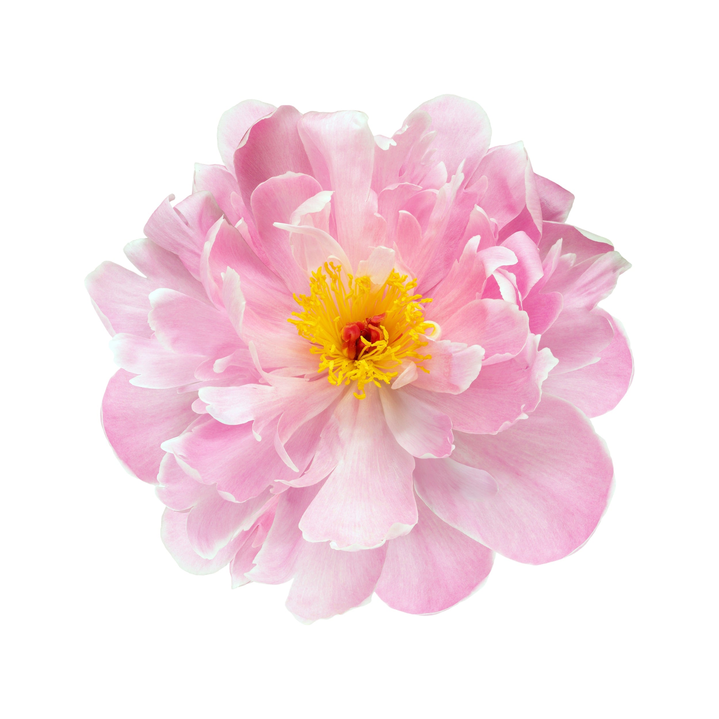 PEONY 6