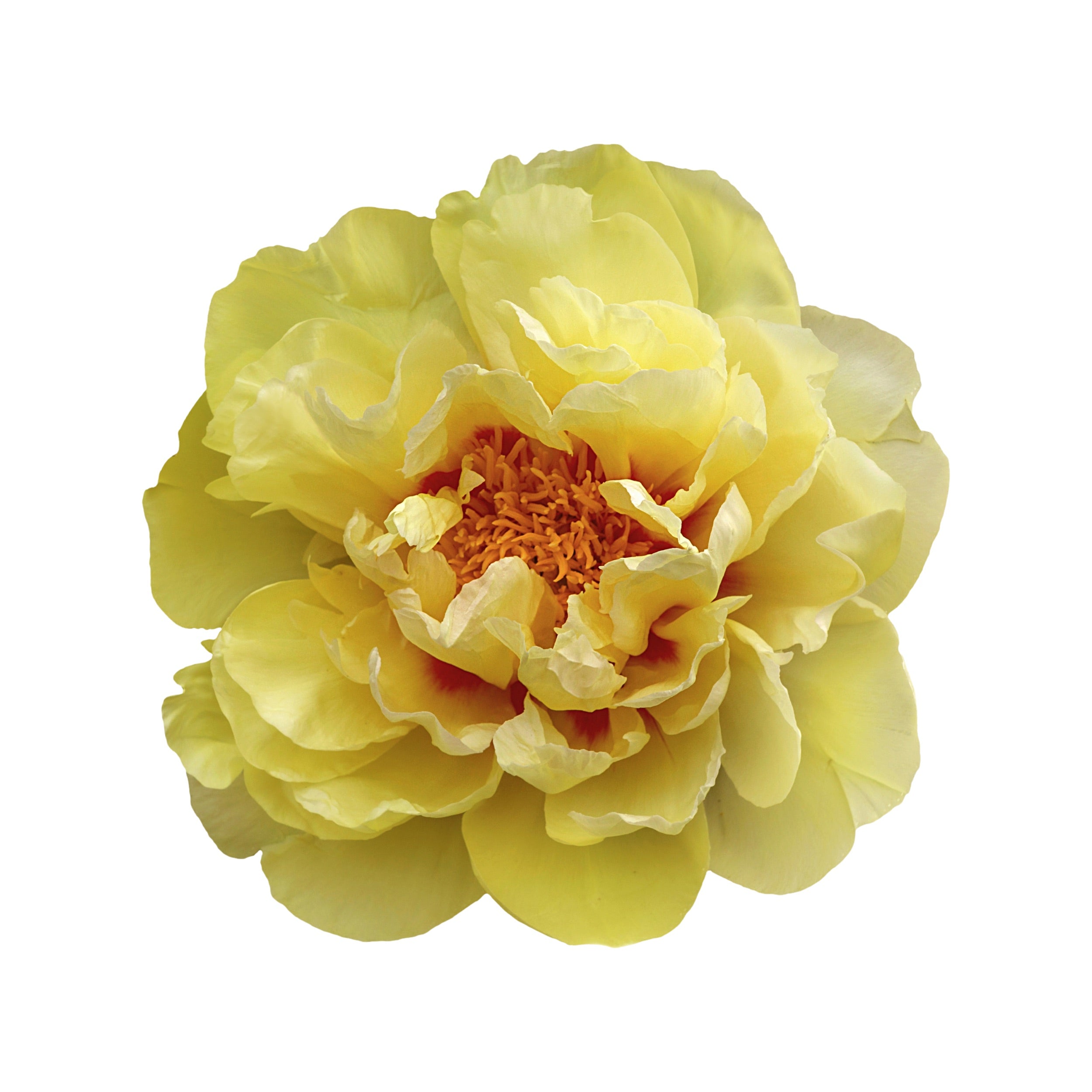 PEONY 7
