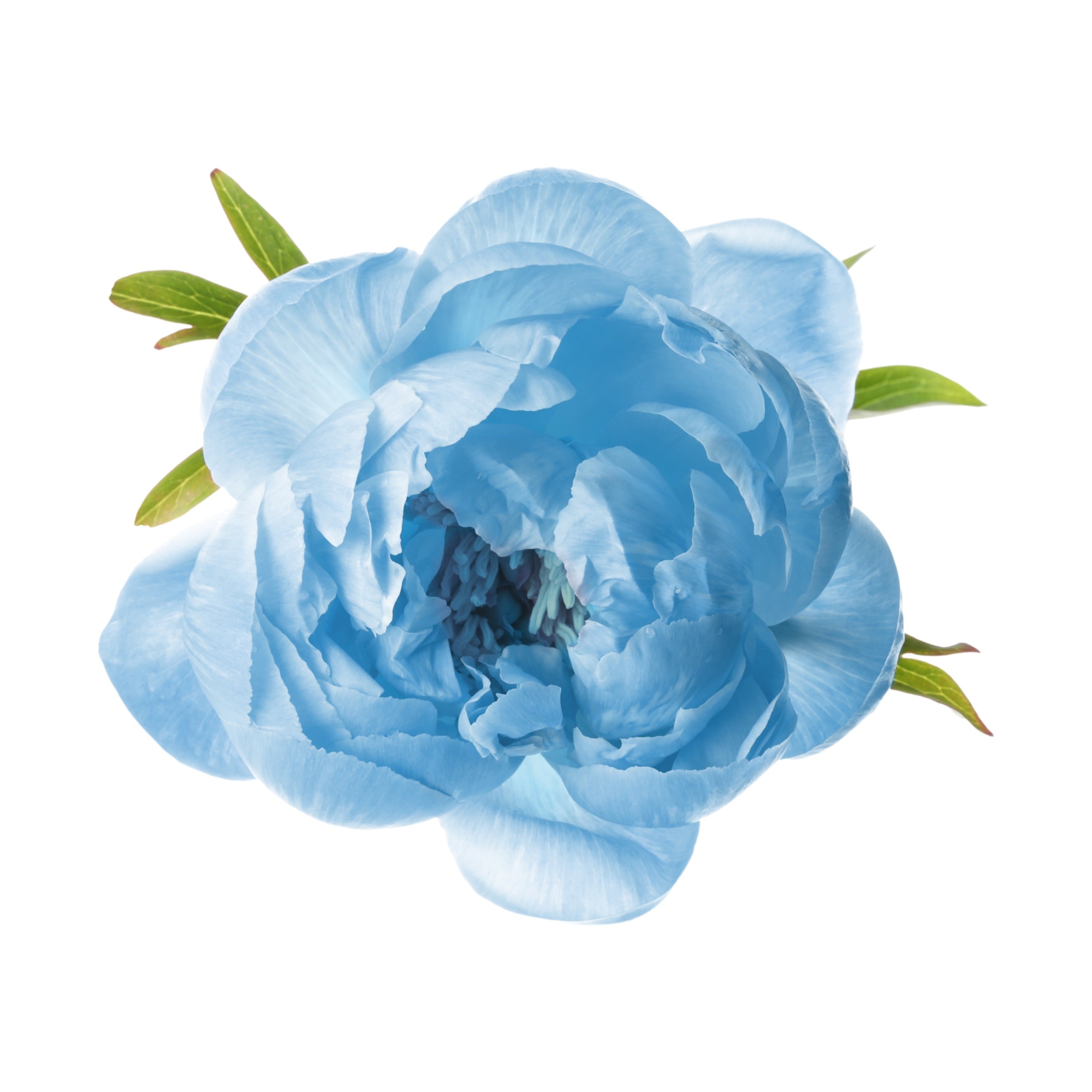 PEONY 9