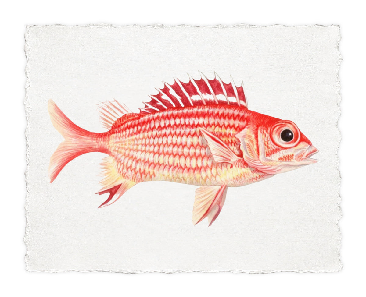 POLYNESIAN FISH 1