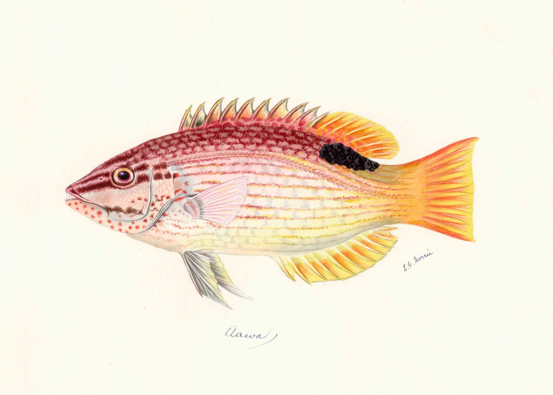 POLYNESIAN FISH 10