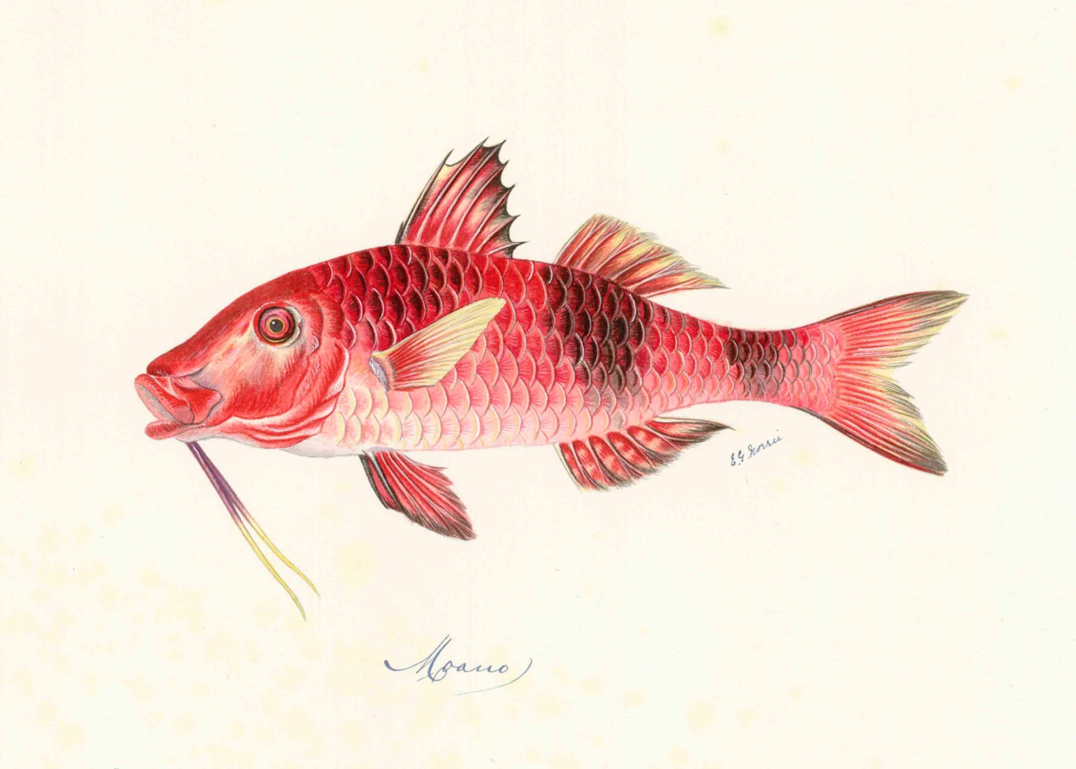 POLYNESIAN FISH 14