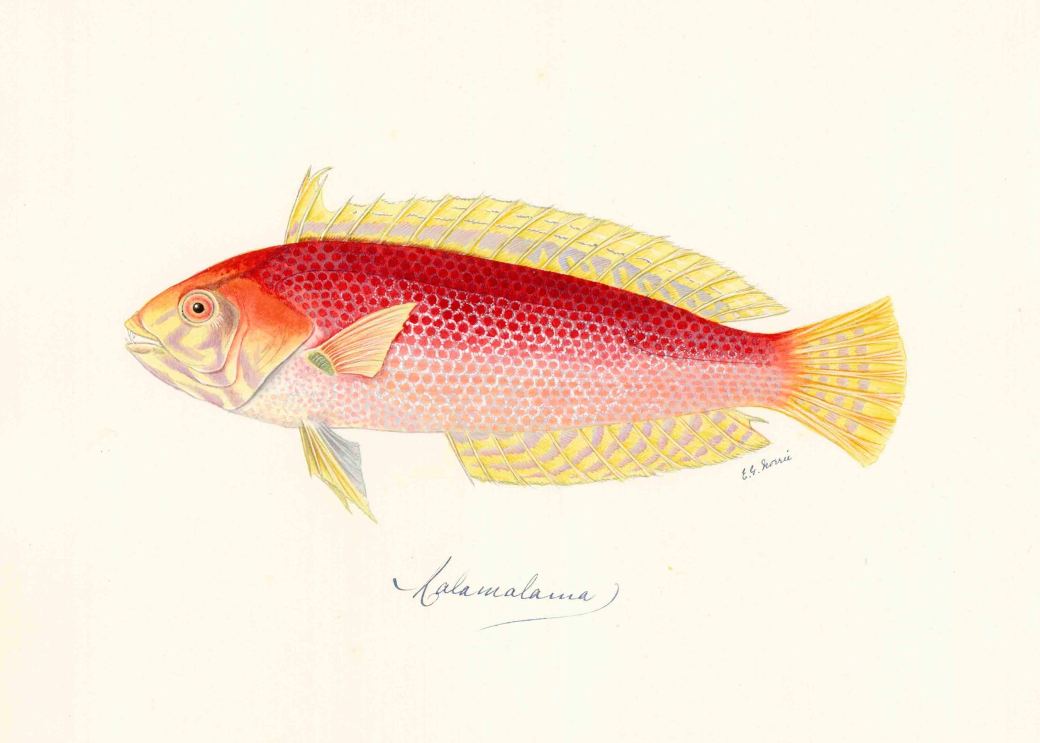POLYNESIAN FISH 15