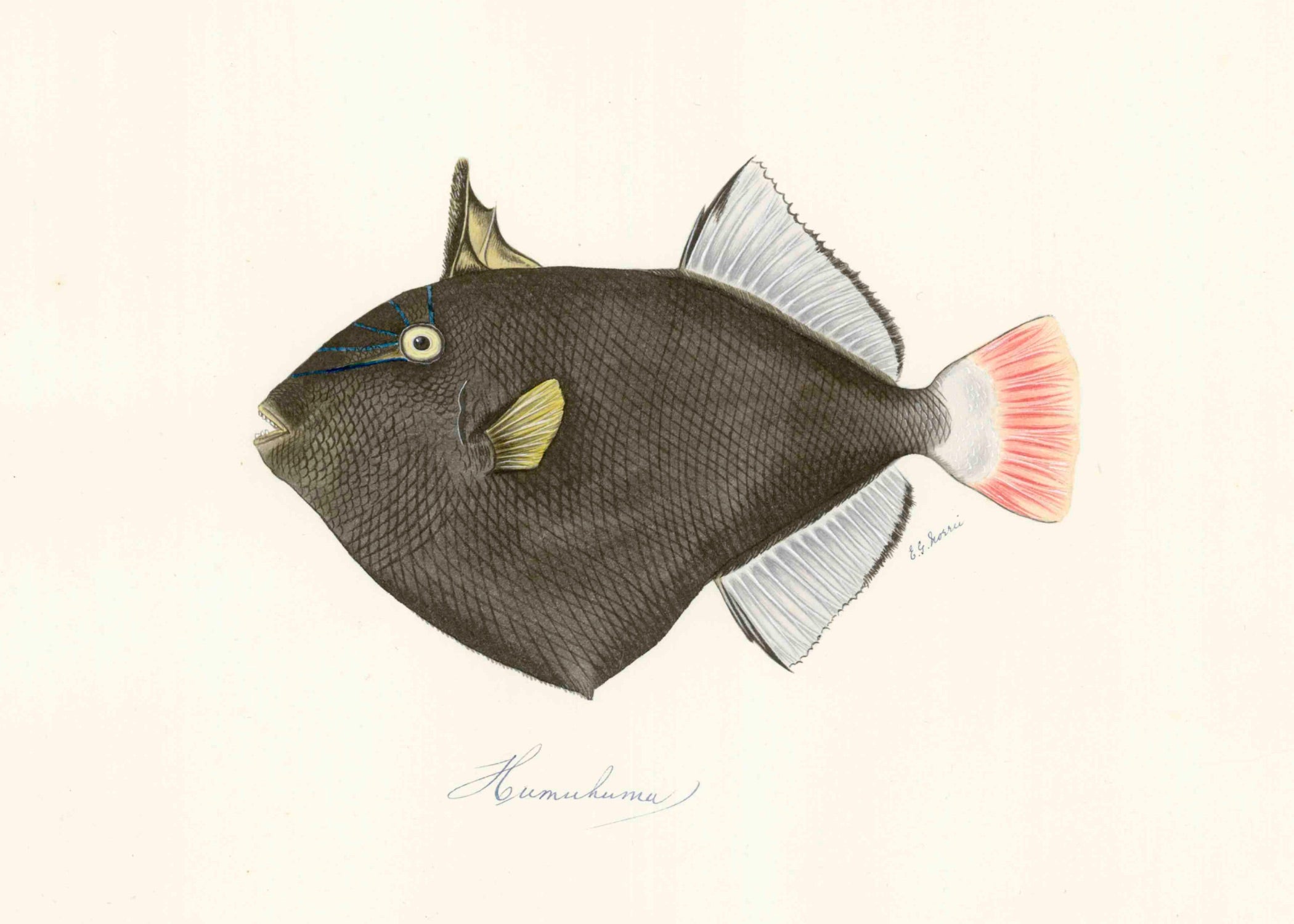 POLYNESIAN FISH 16
