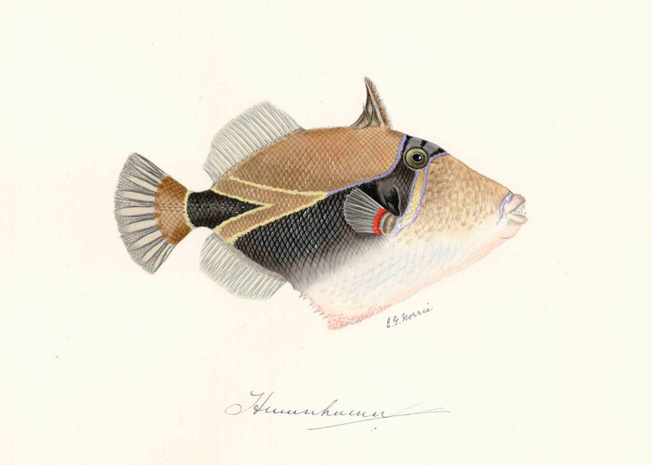 POLYNESIAN FISH 17