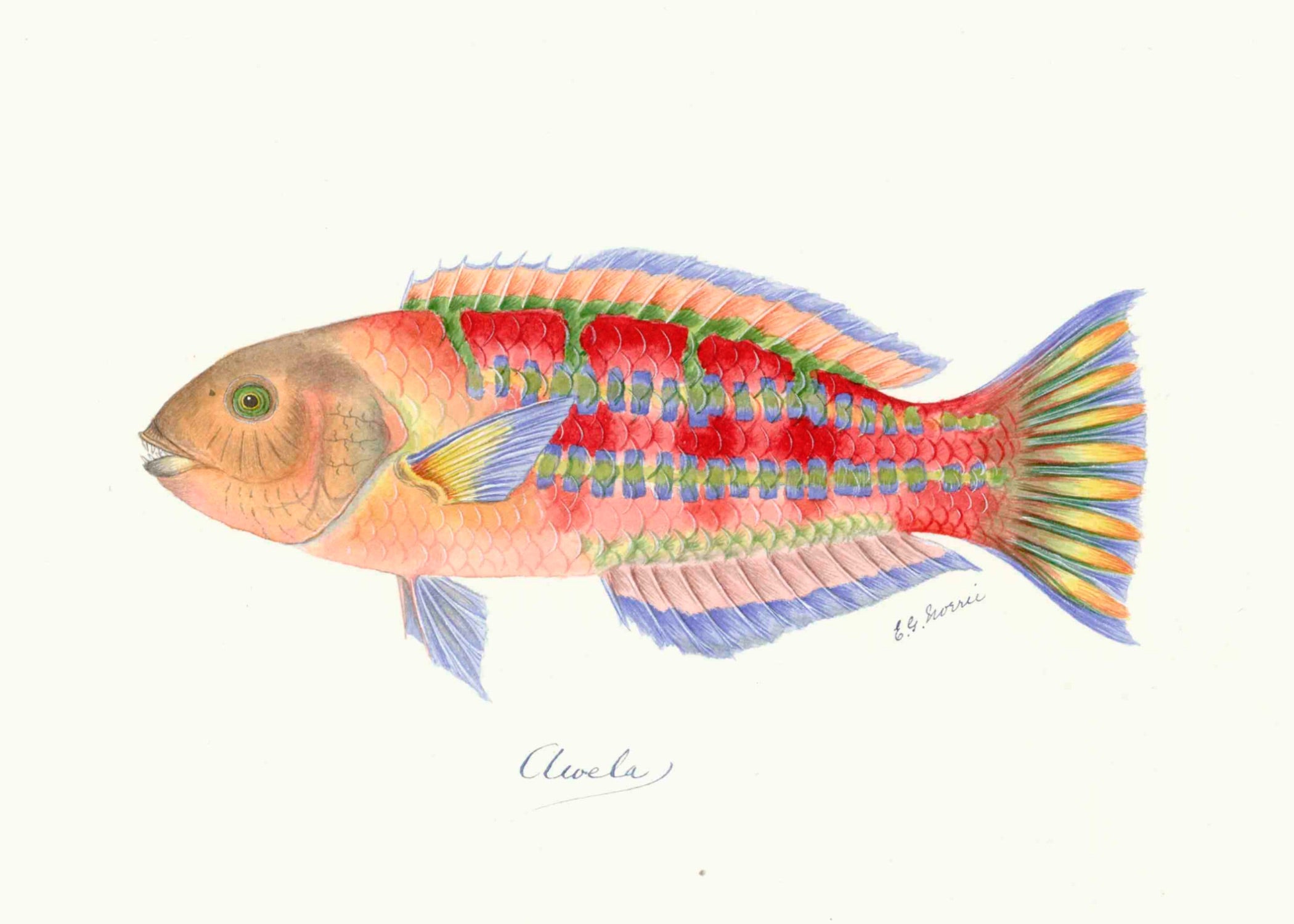 POLYNESIAN FISH 19