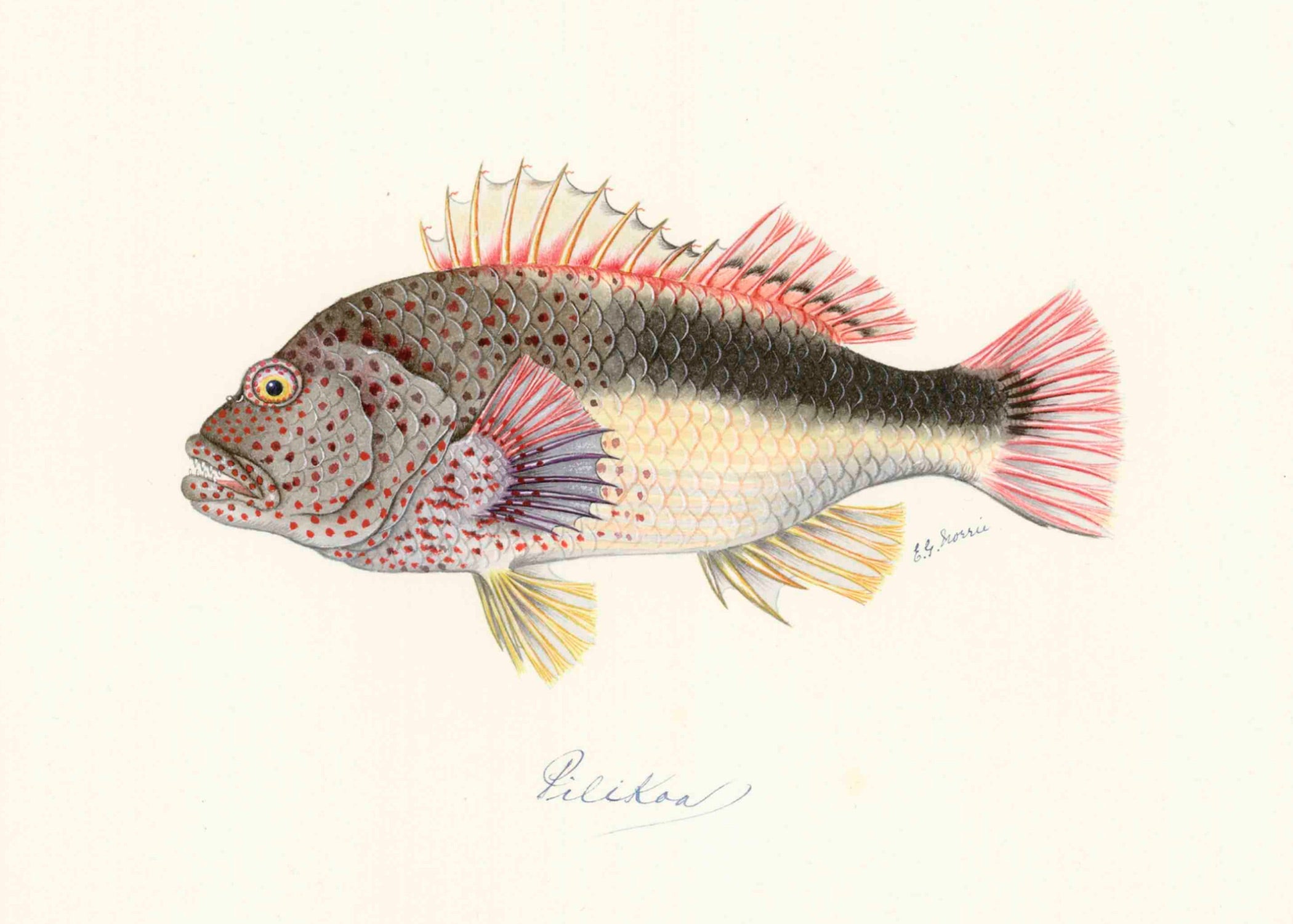 POLYNESIAN FISH 21