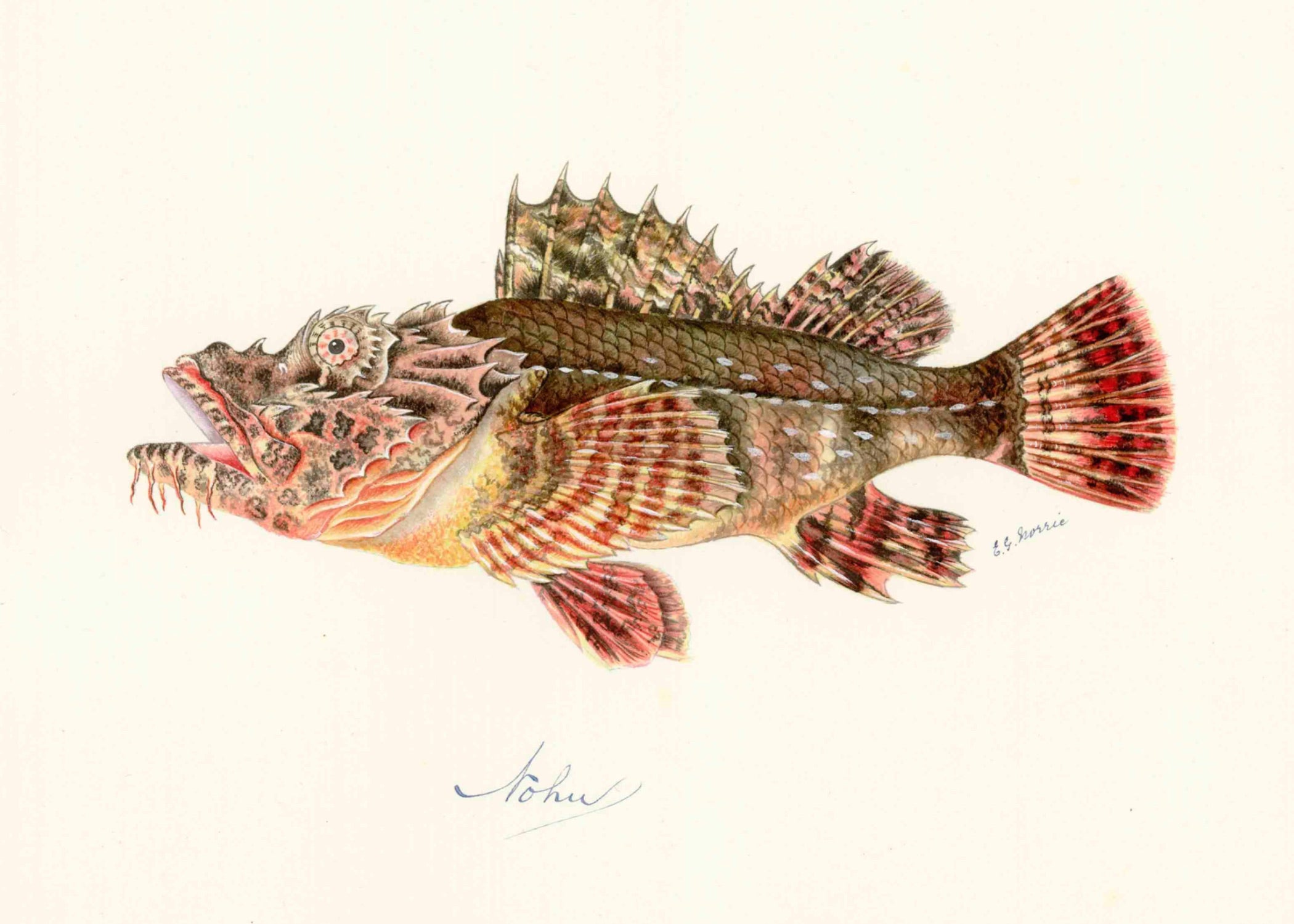 POLYNESIAN FISH 23