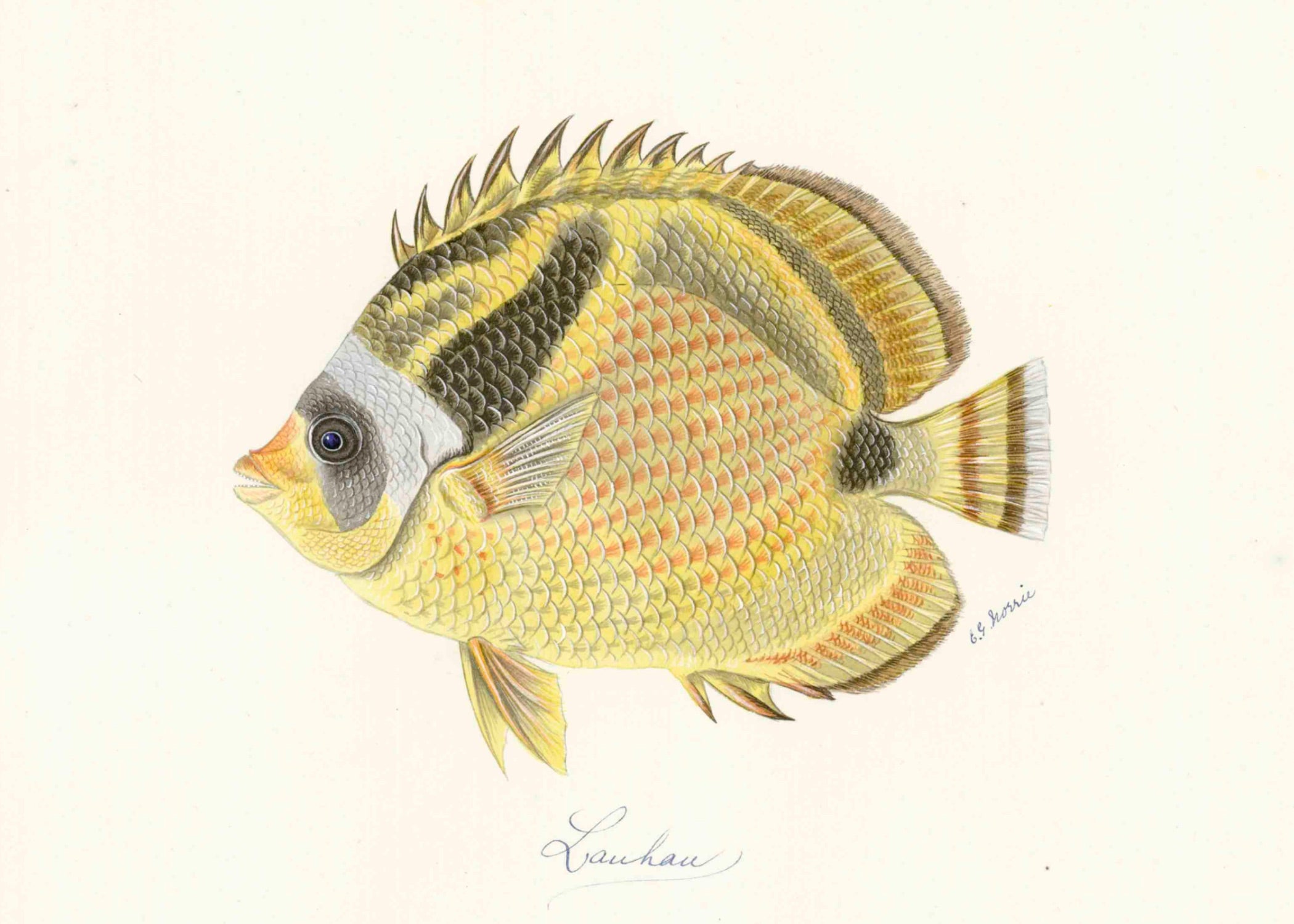POLYNESIAN FISH 24