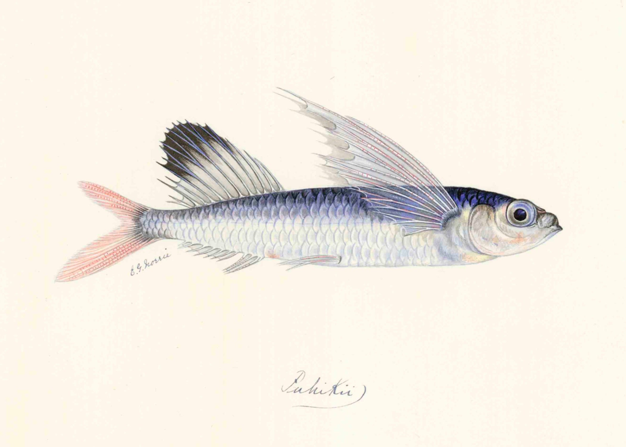 POLYNESIAN FISH 27