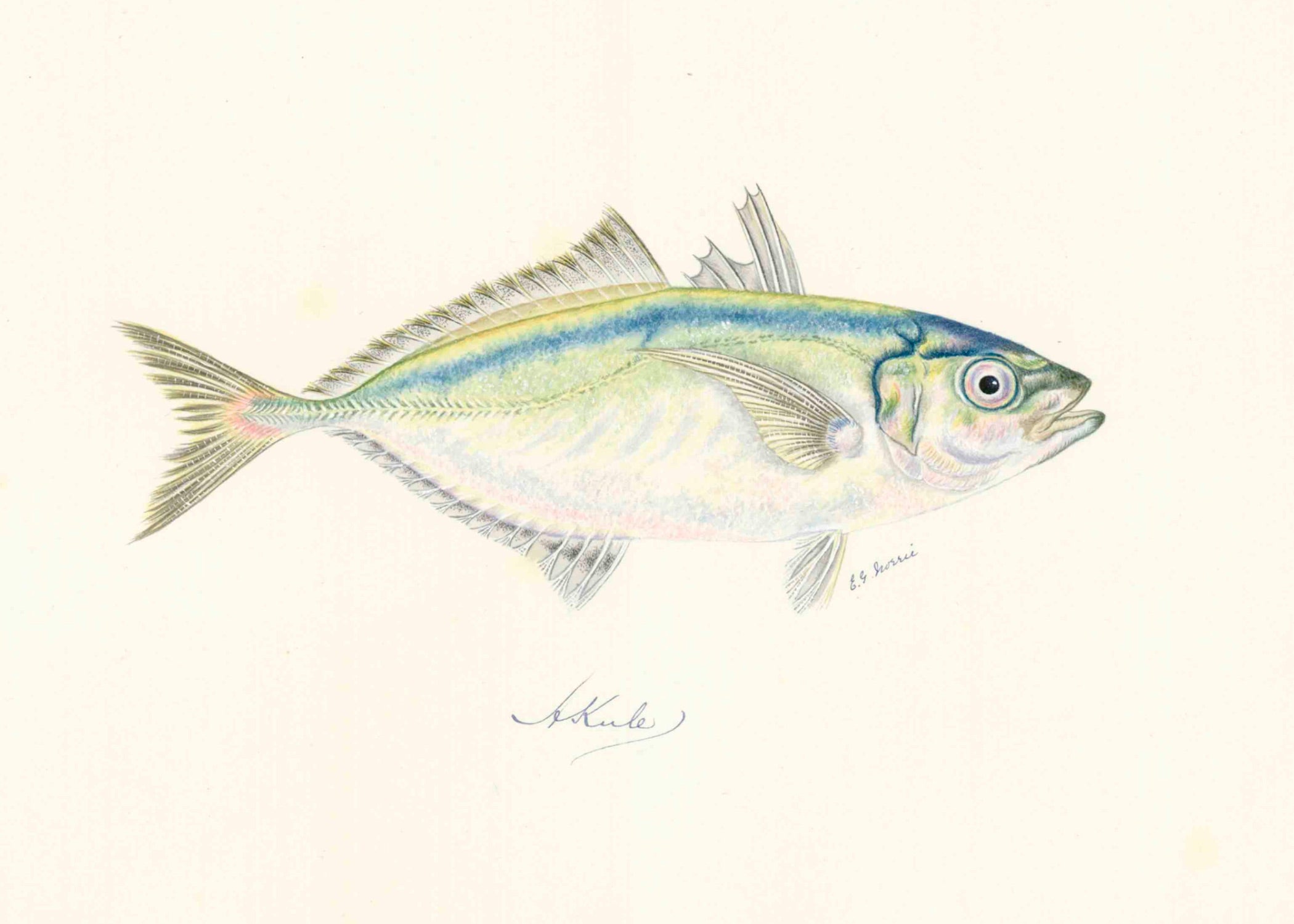 POLYNESIAN FISH 29