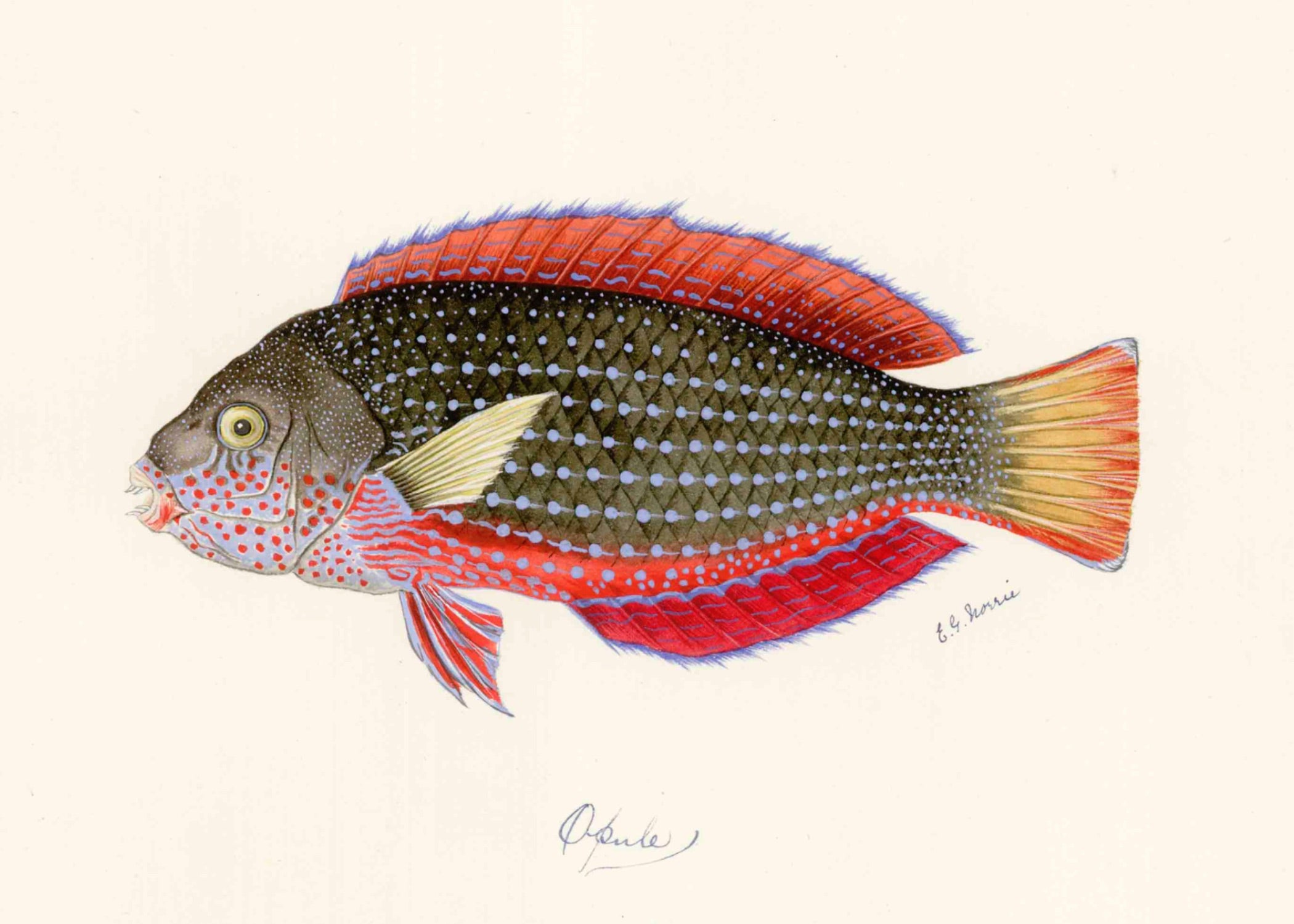 POLYNESIAN FISH 30