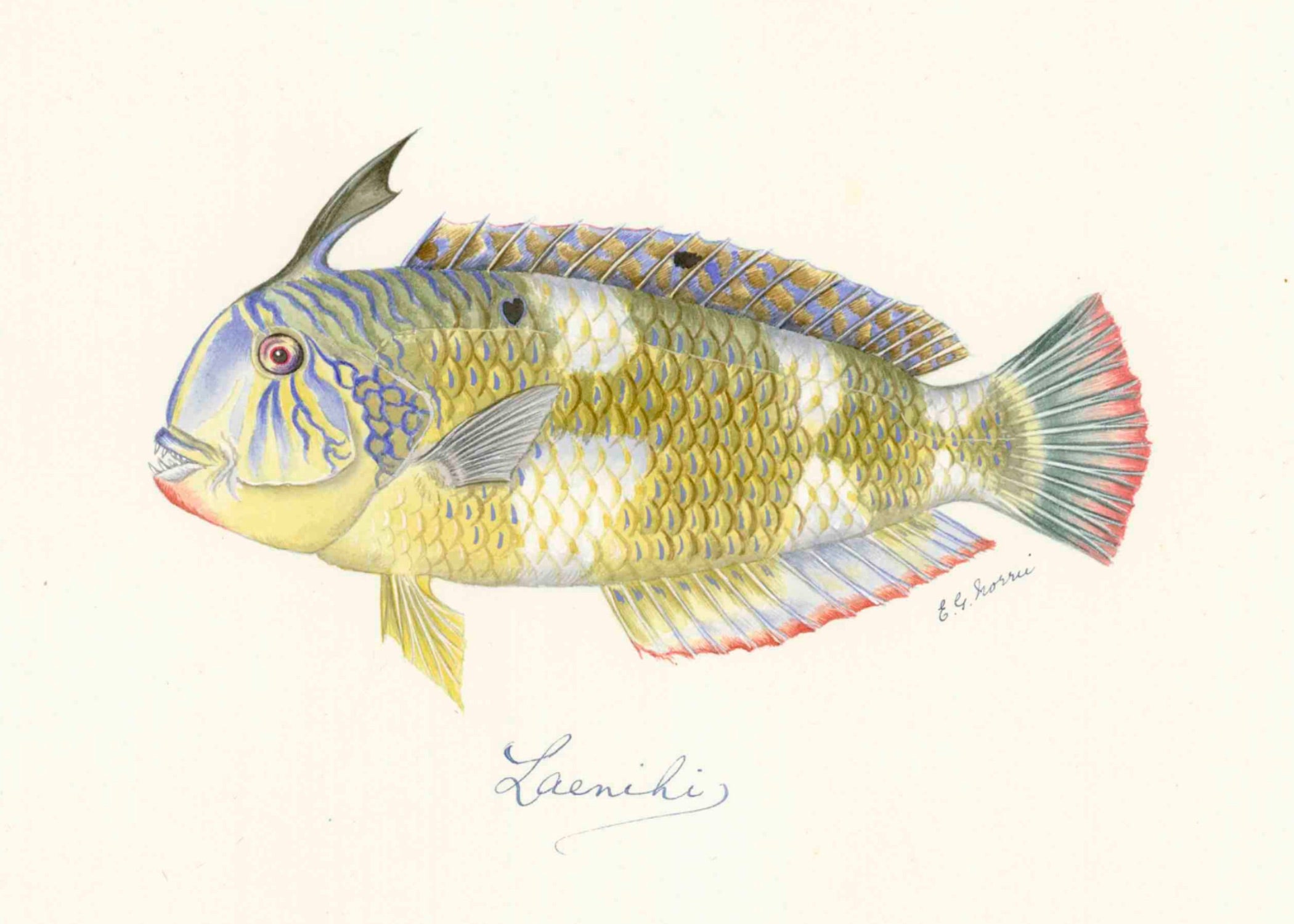 POLYNESIAN FISH 33